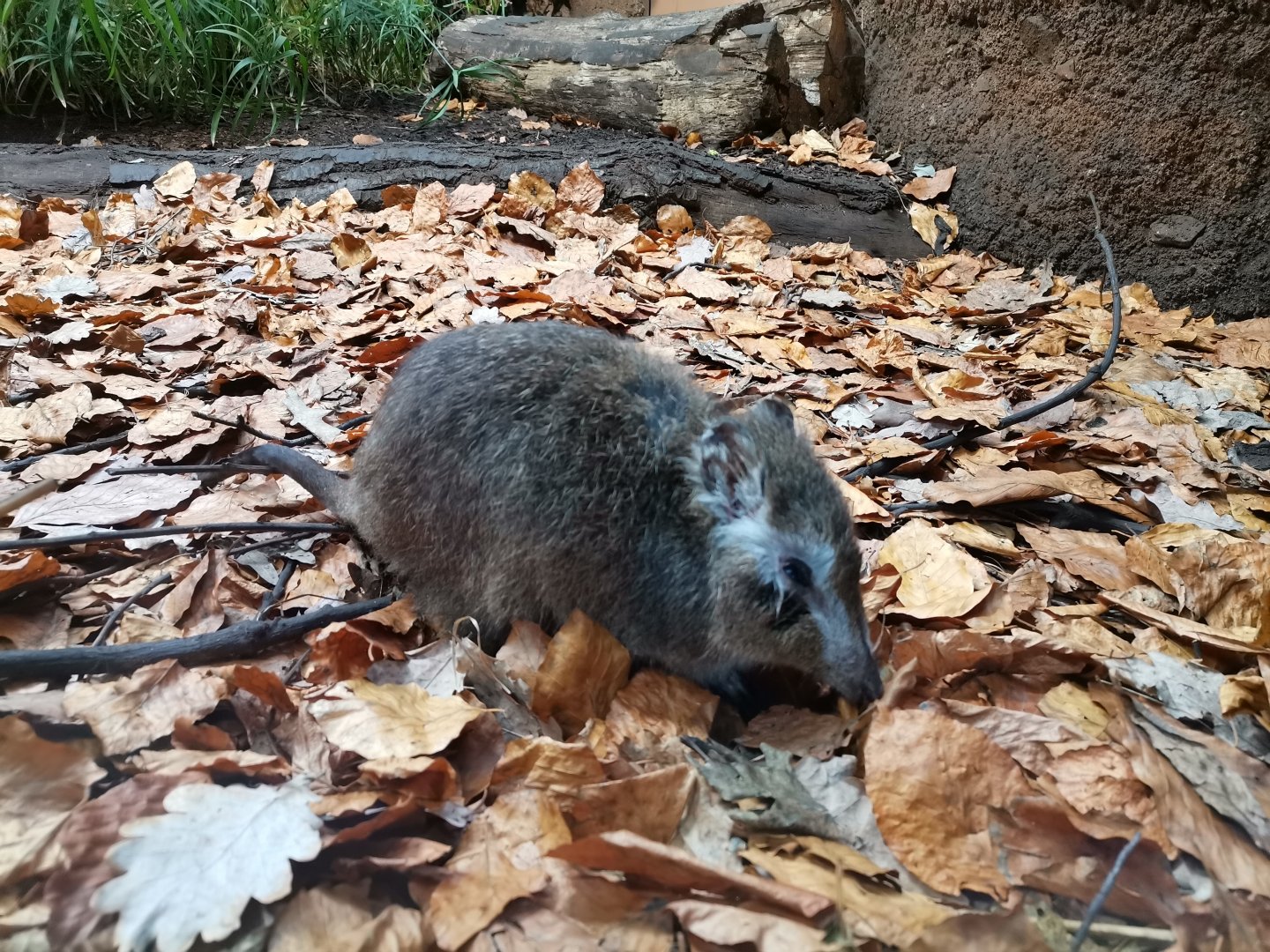 Long-nosed Potoroo