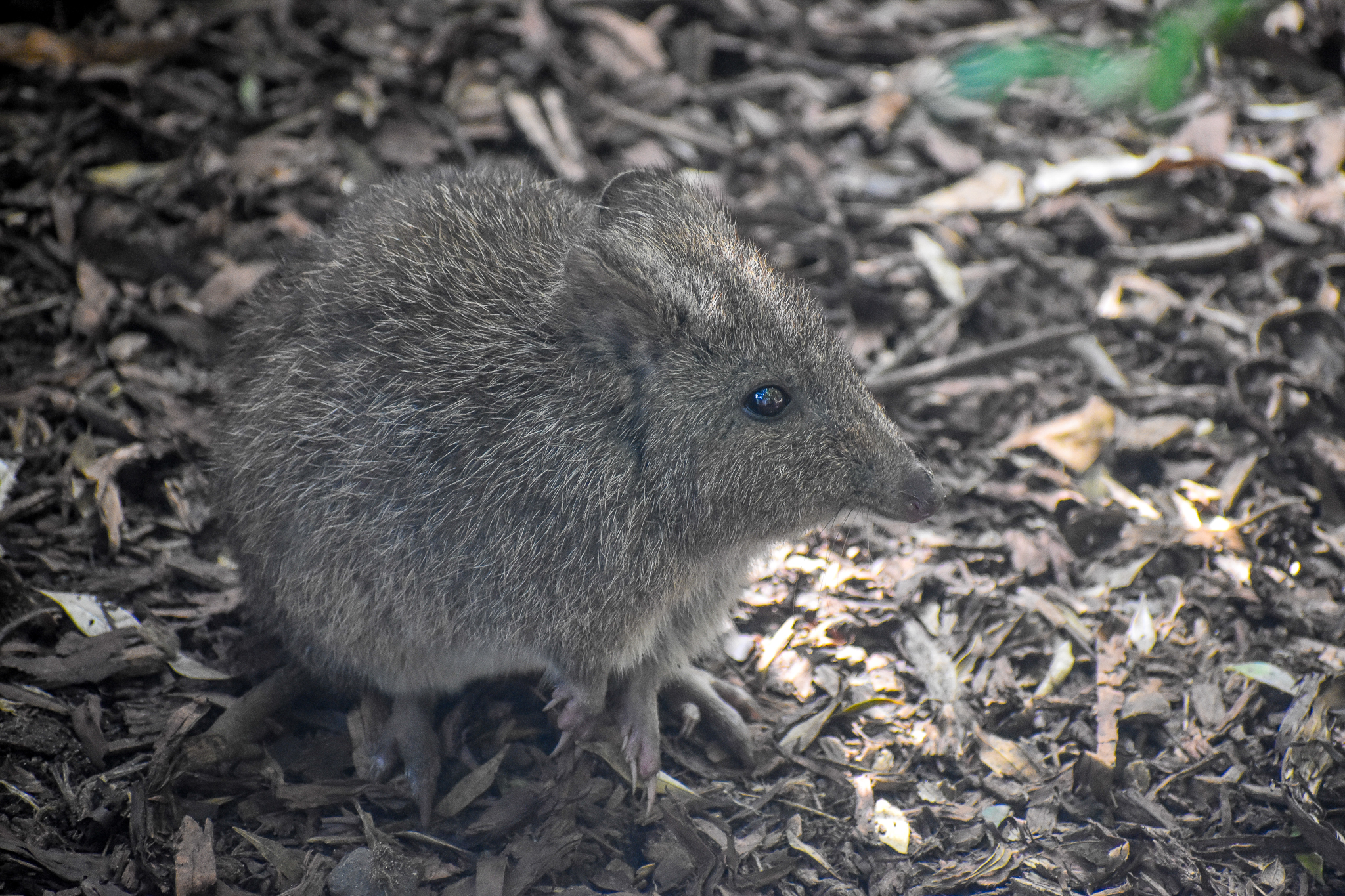 Long-nosed Potoroo