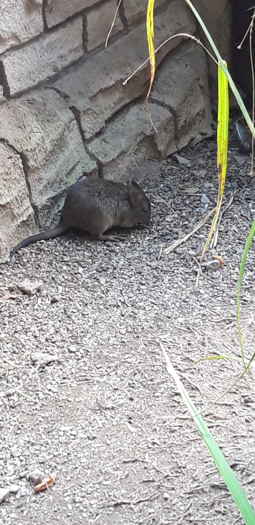 Long Nosed Potoroo