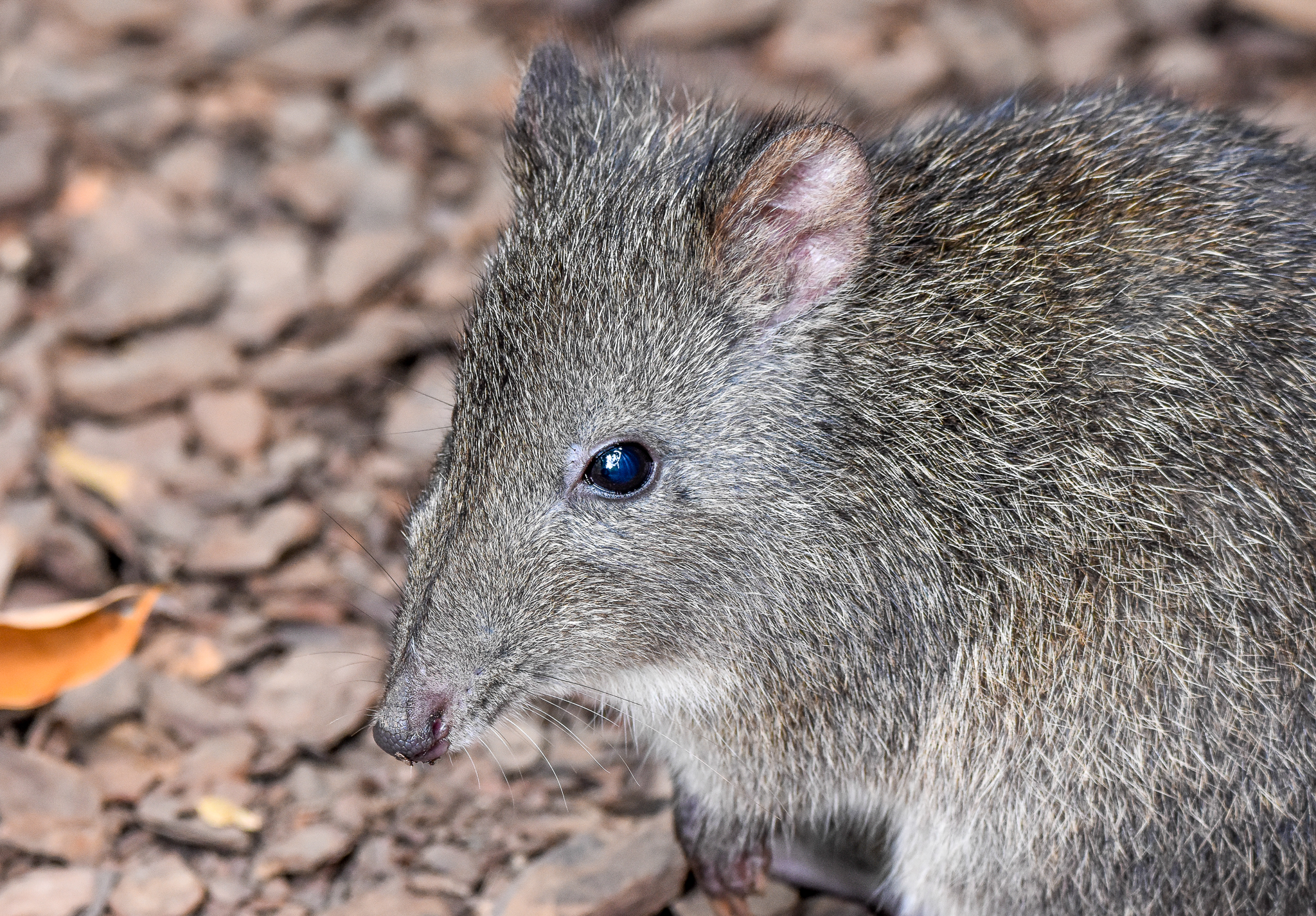 Long-nosed Potoroo