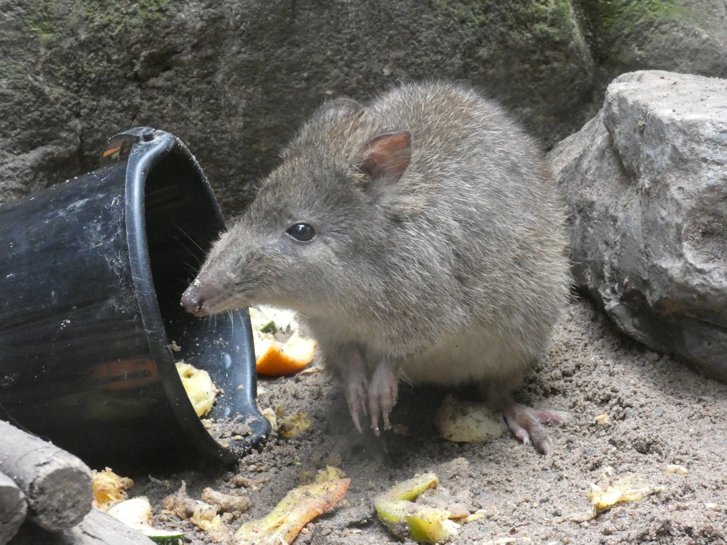 Long-nosed potoroo