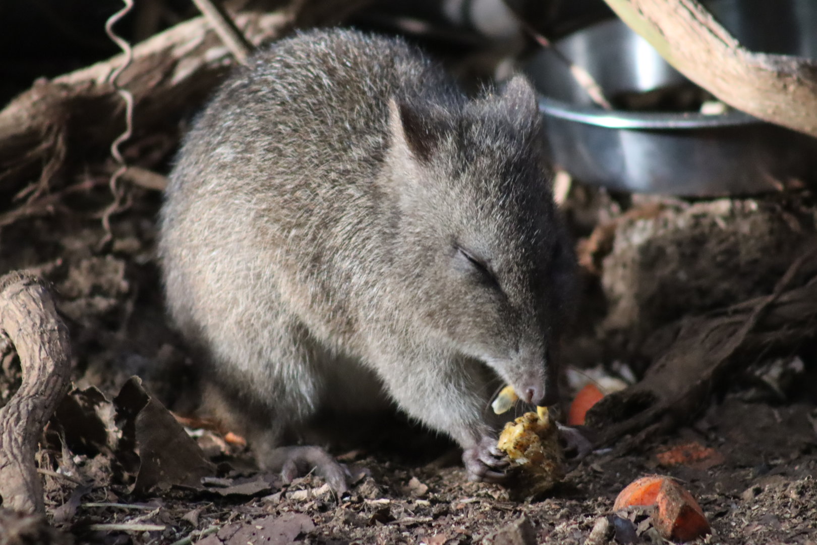 Long-nosed Potoroo
