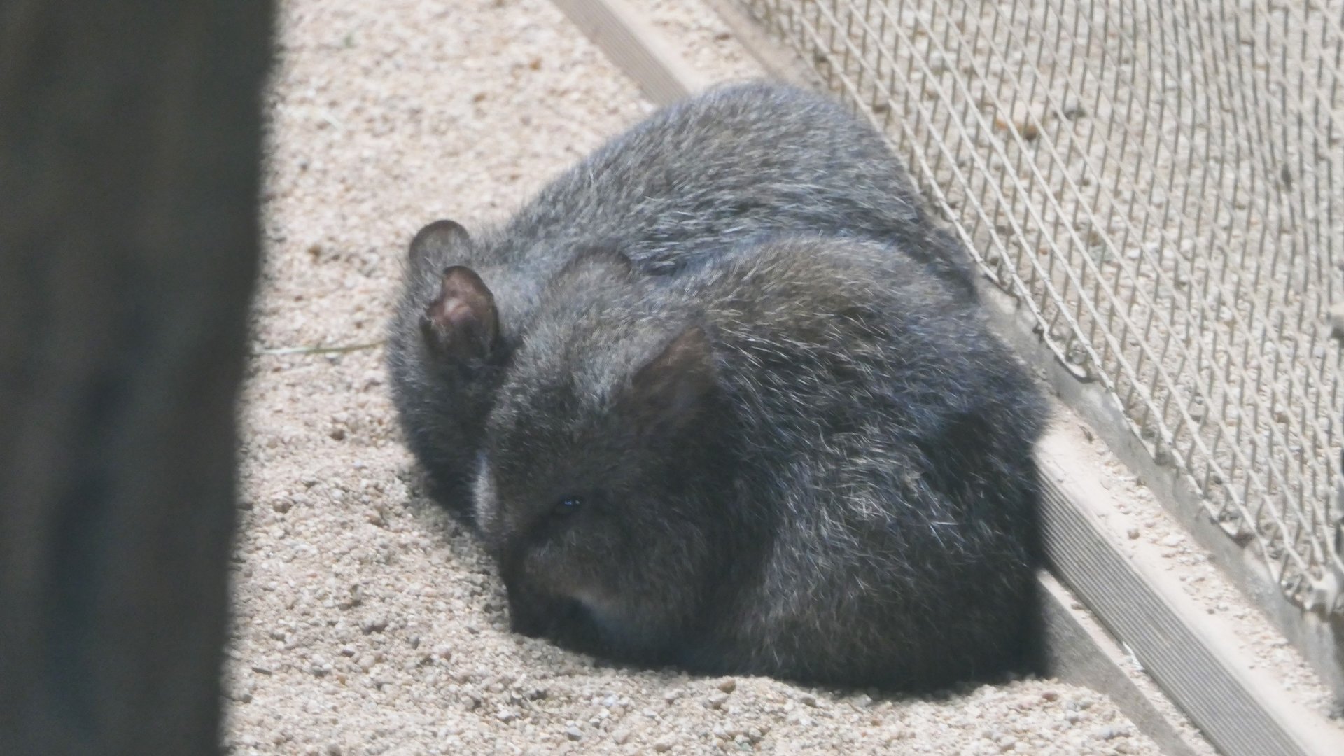 Long-nosed Potoroo