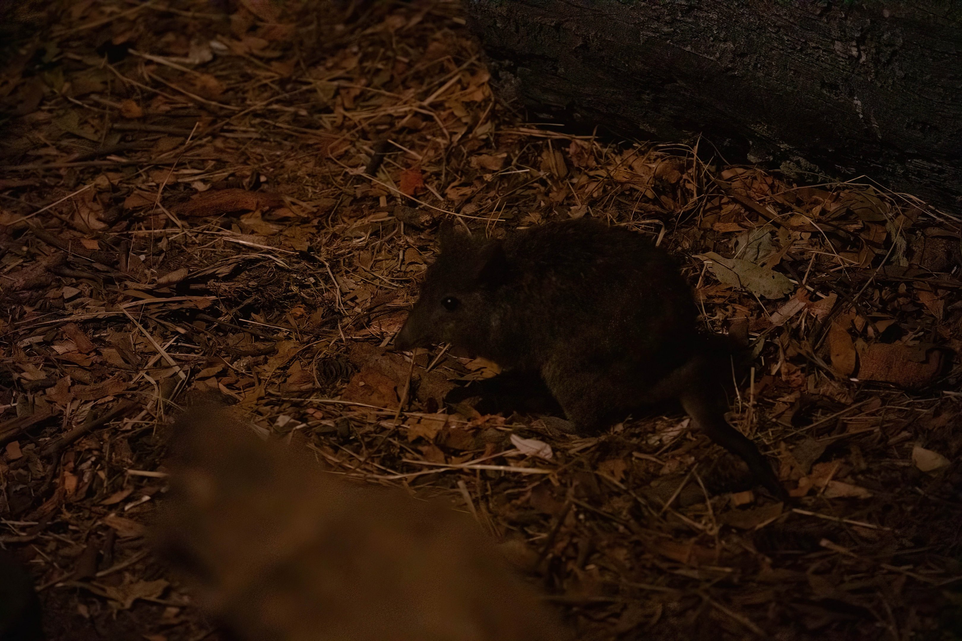 Long-nosed Potoroo