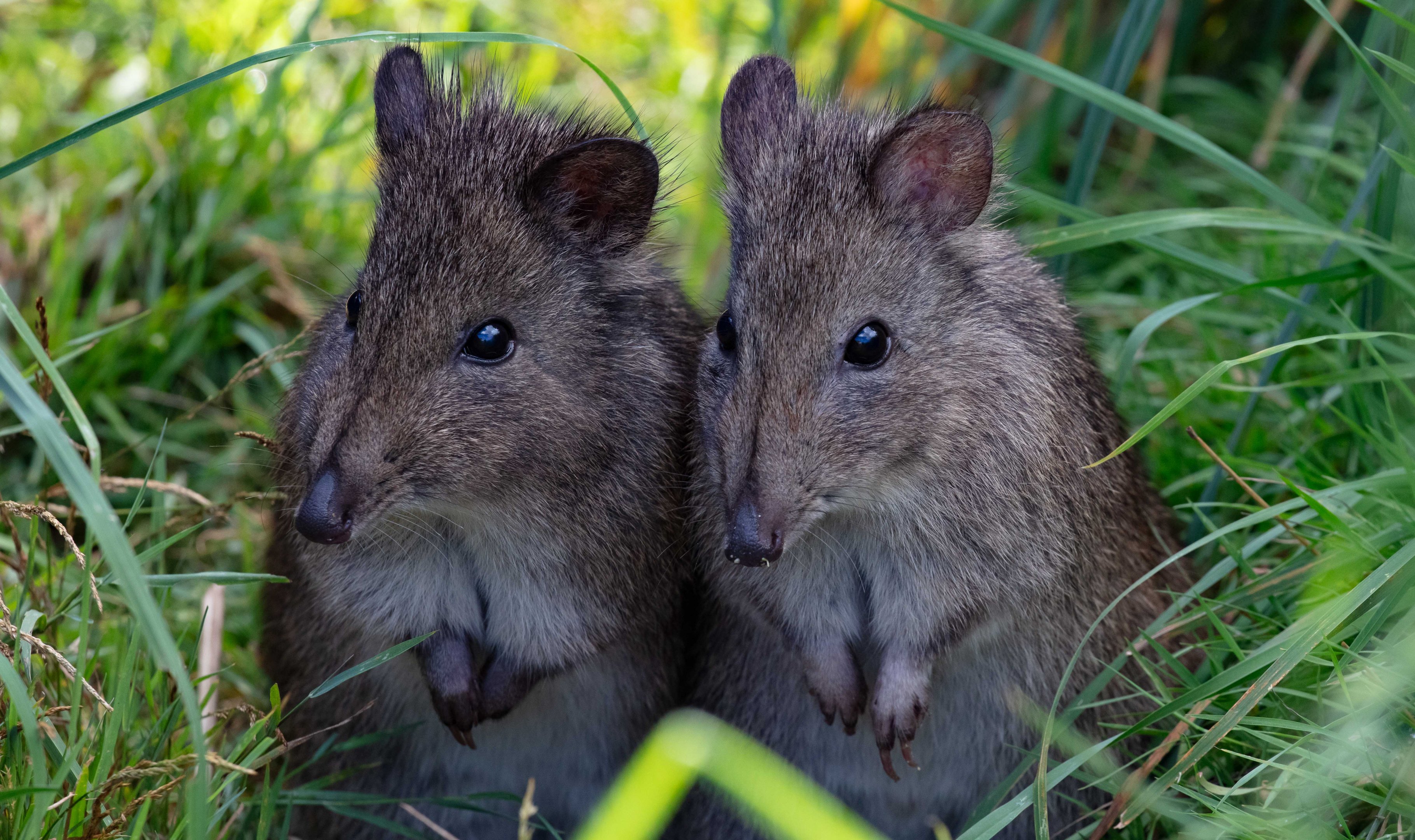 Long-nosed Potoroo