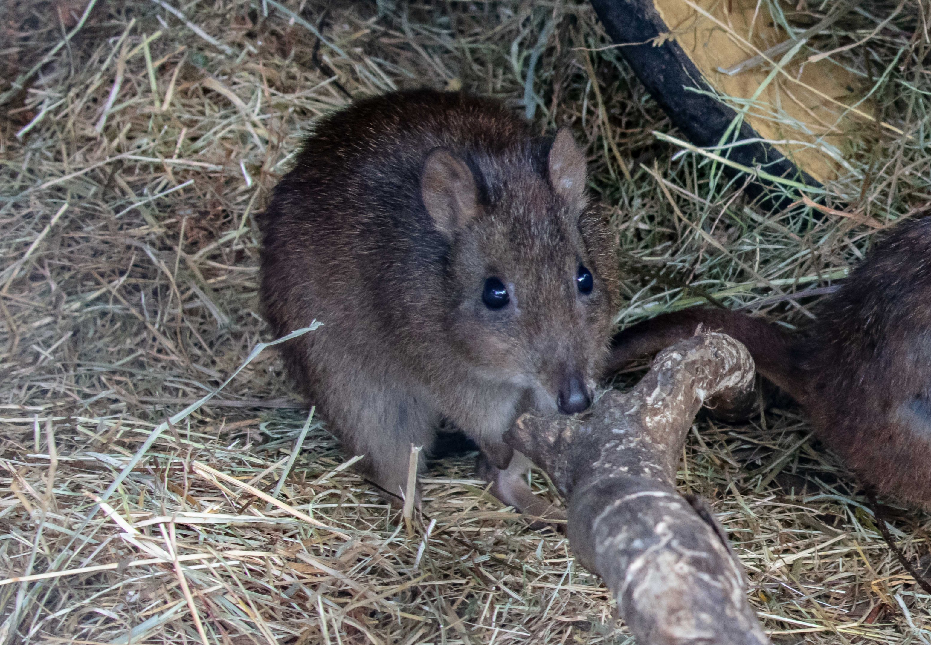 Long-nosed Potoroo