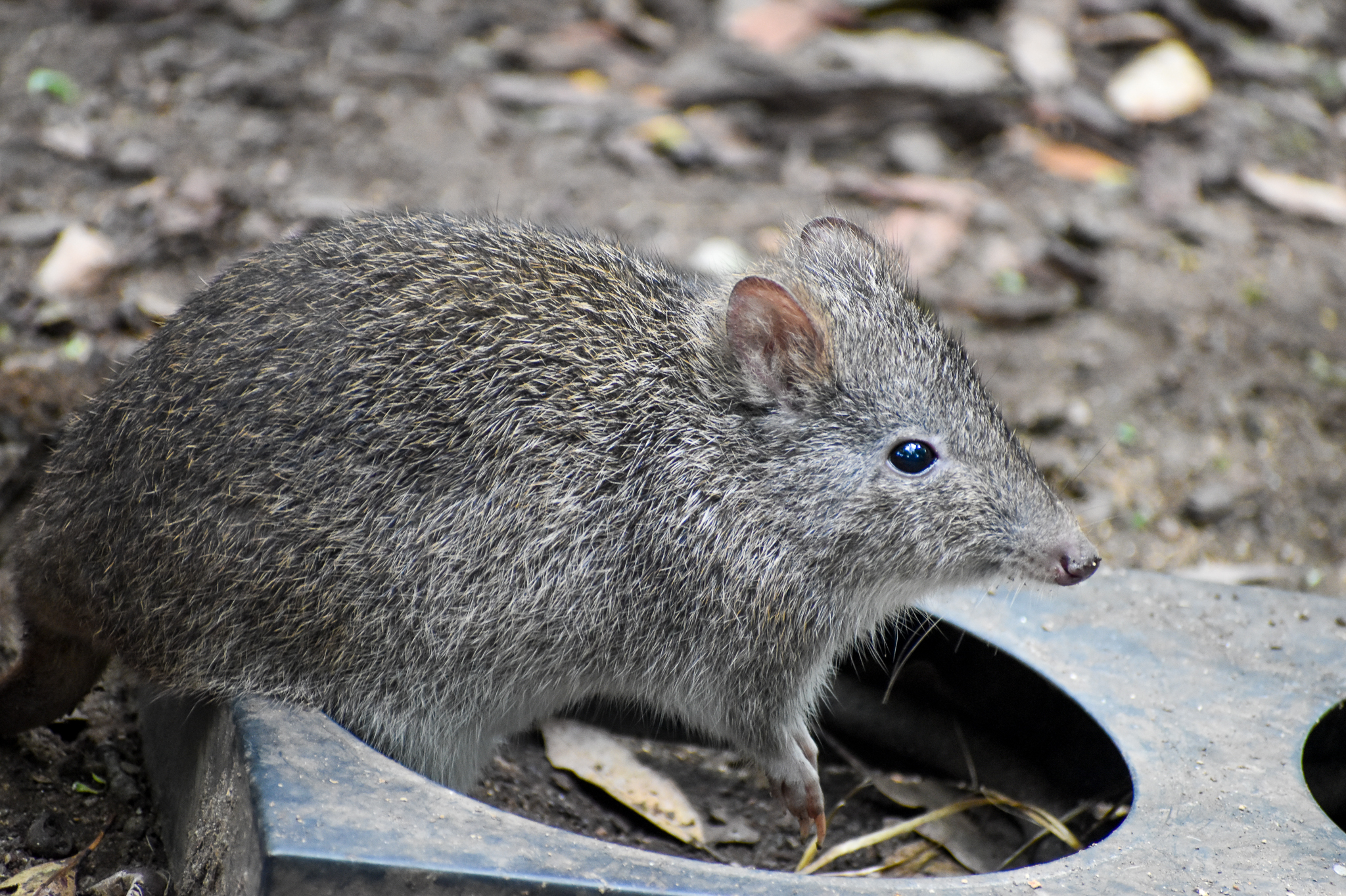 Long-nosed Potoroo