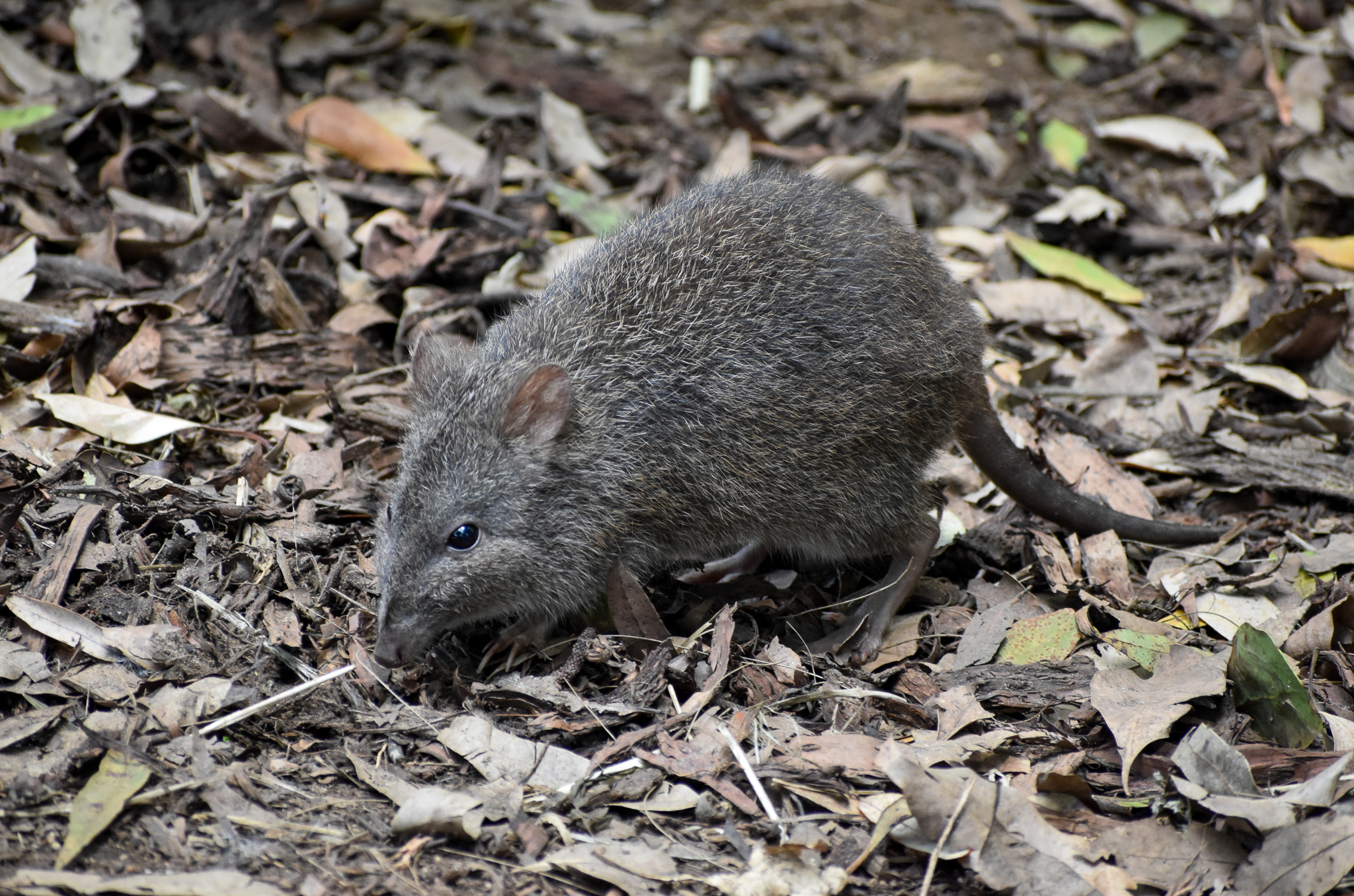 Long-nosed Potoroo