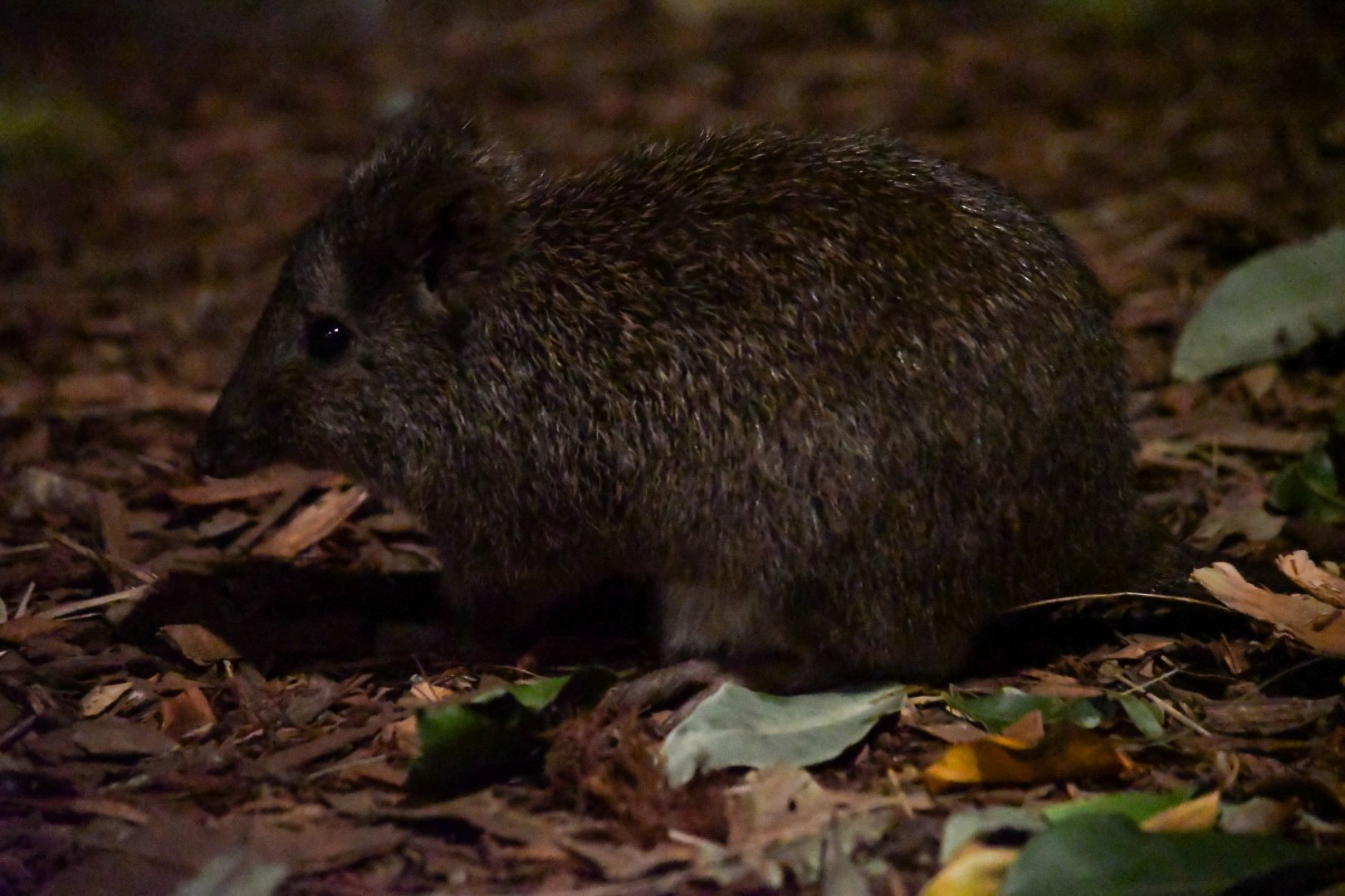 Long-nosed Potoroo