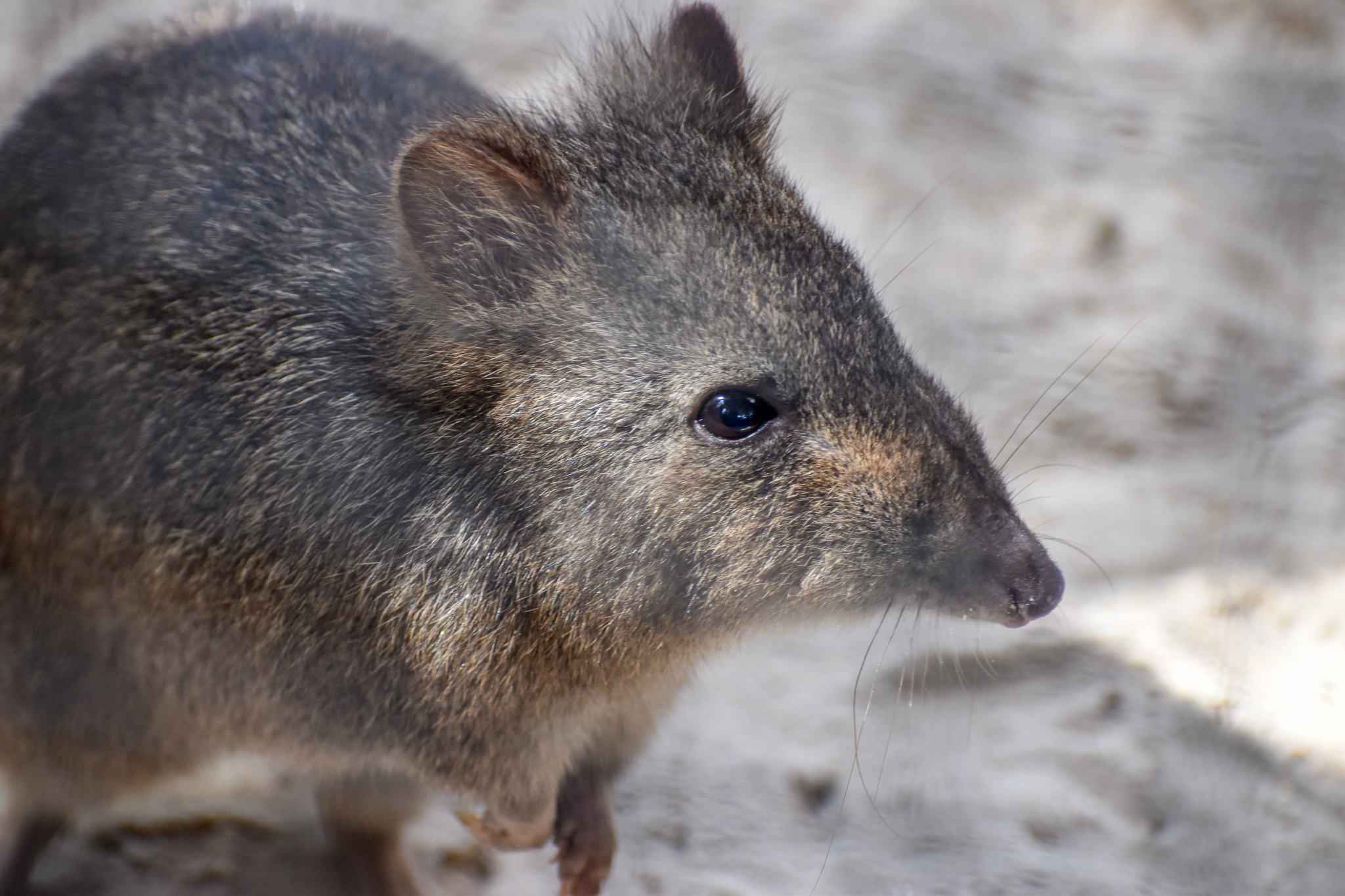 Long-nosed Potoroo