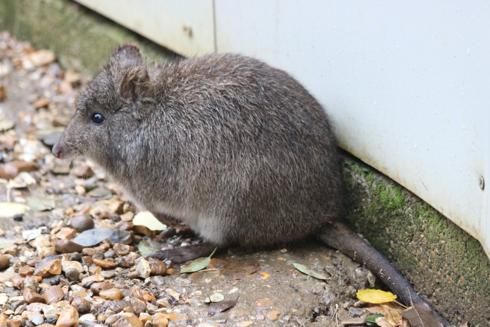 Long-nosed Potoroo