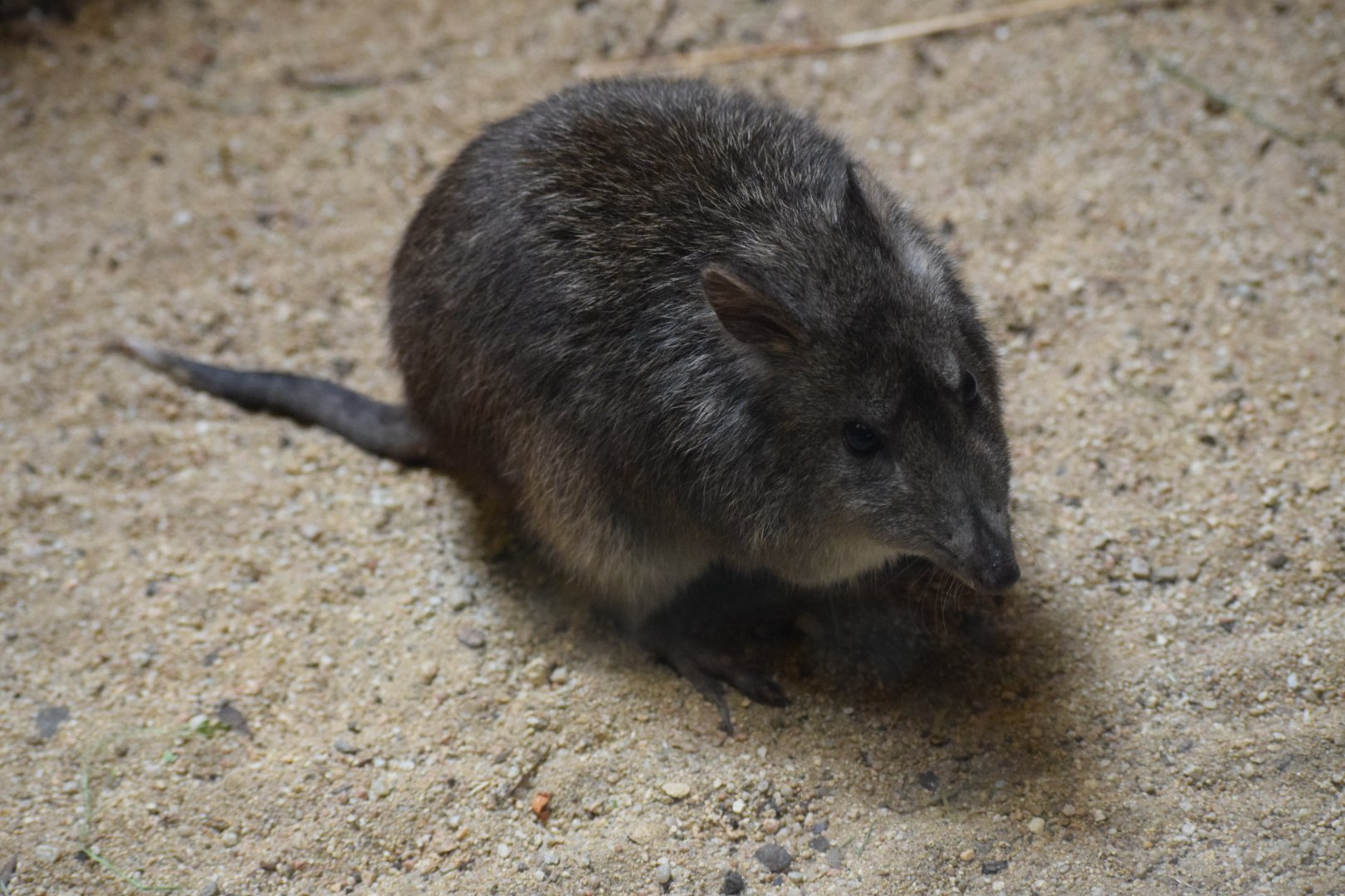 Long-nosed potoroo