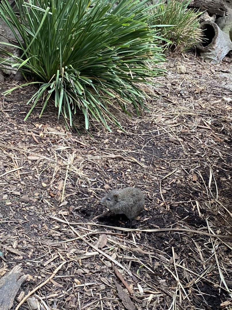 Long Nosed Potoroo