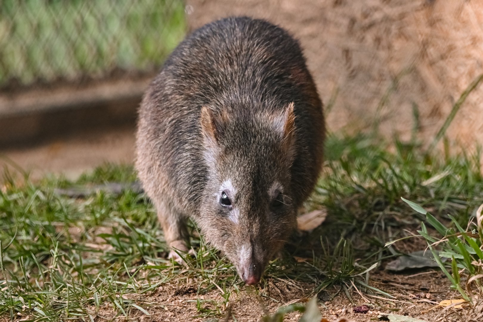 Long-nosed potoroo