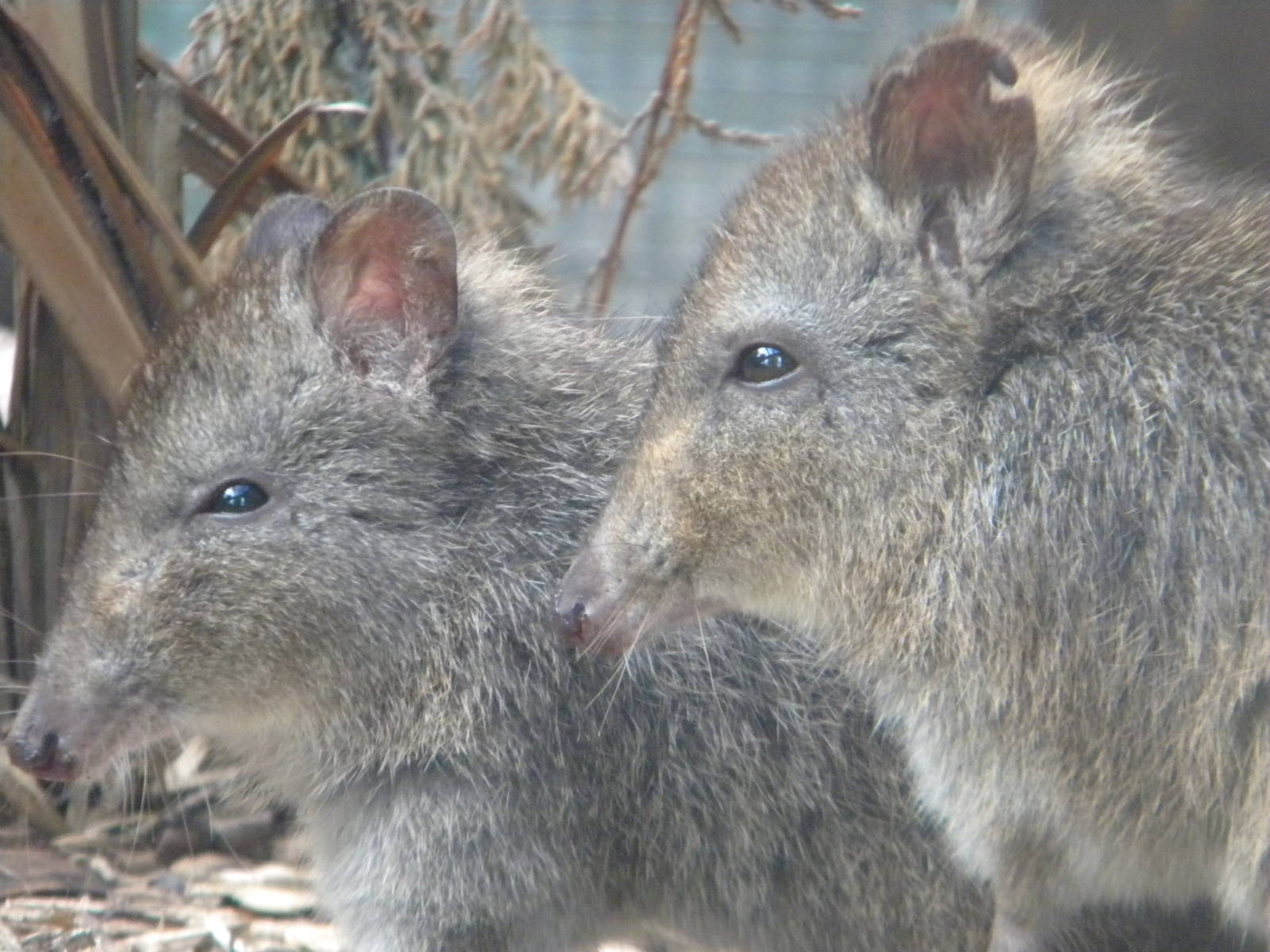 Long nosed Potoroos at Blackpool Zoo 29/05/11
