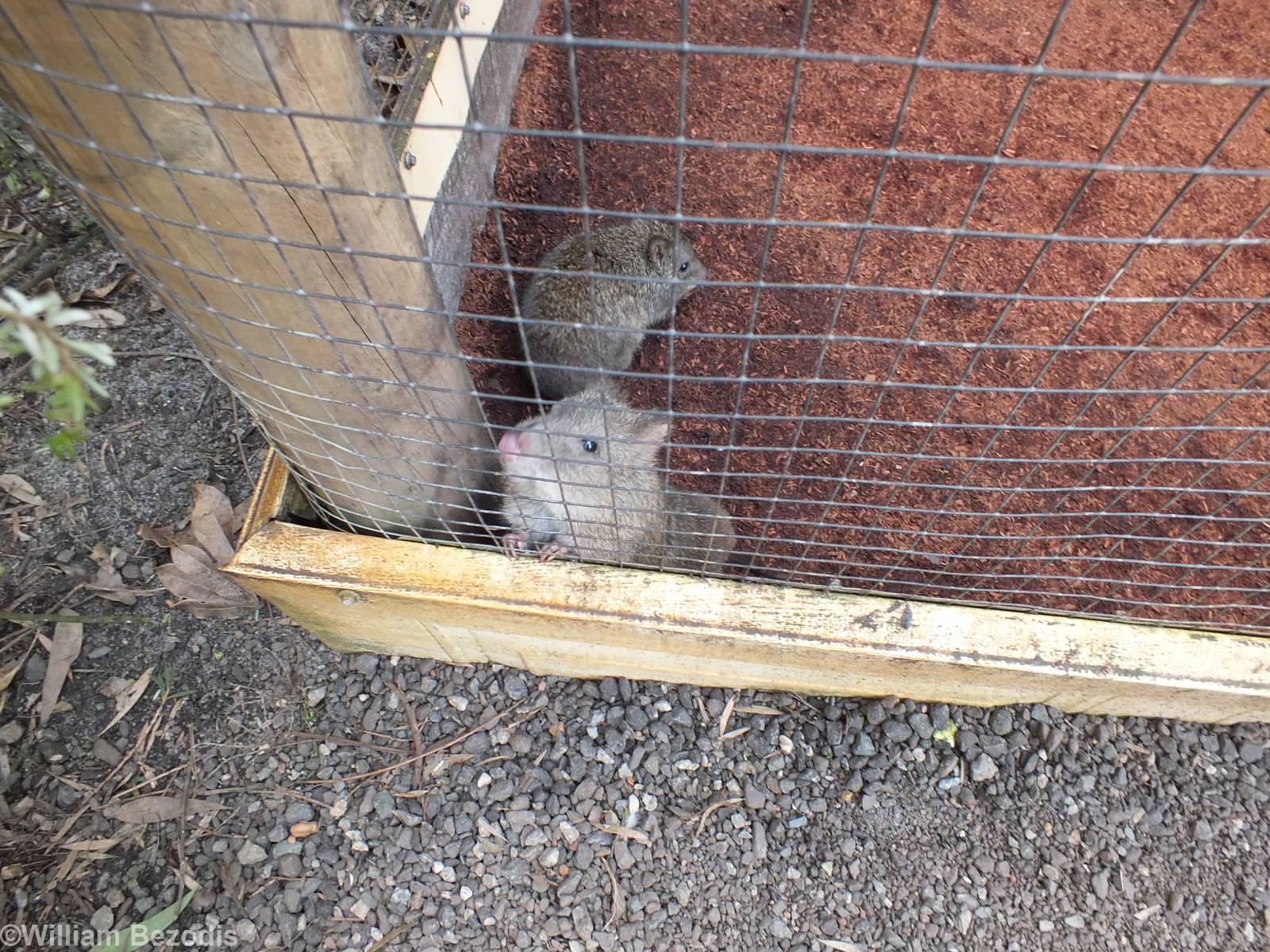 Long-nosed Potoroos - Caversham Wildlife Park