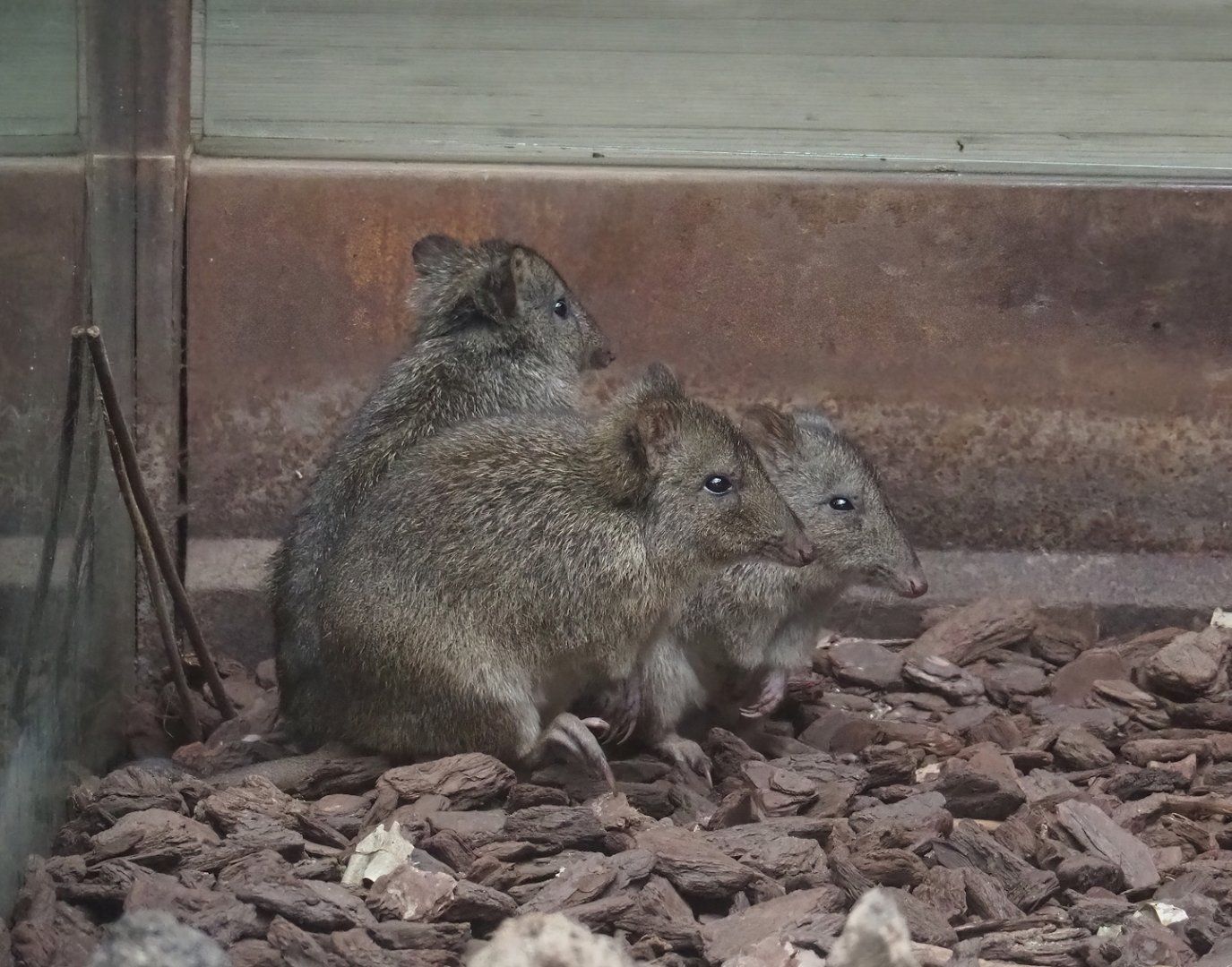 Long-nosed potoroos (Potorous tridactylus), 2023-10-13
