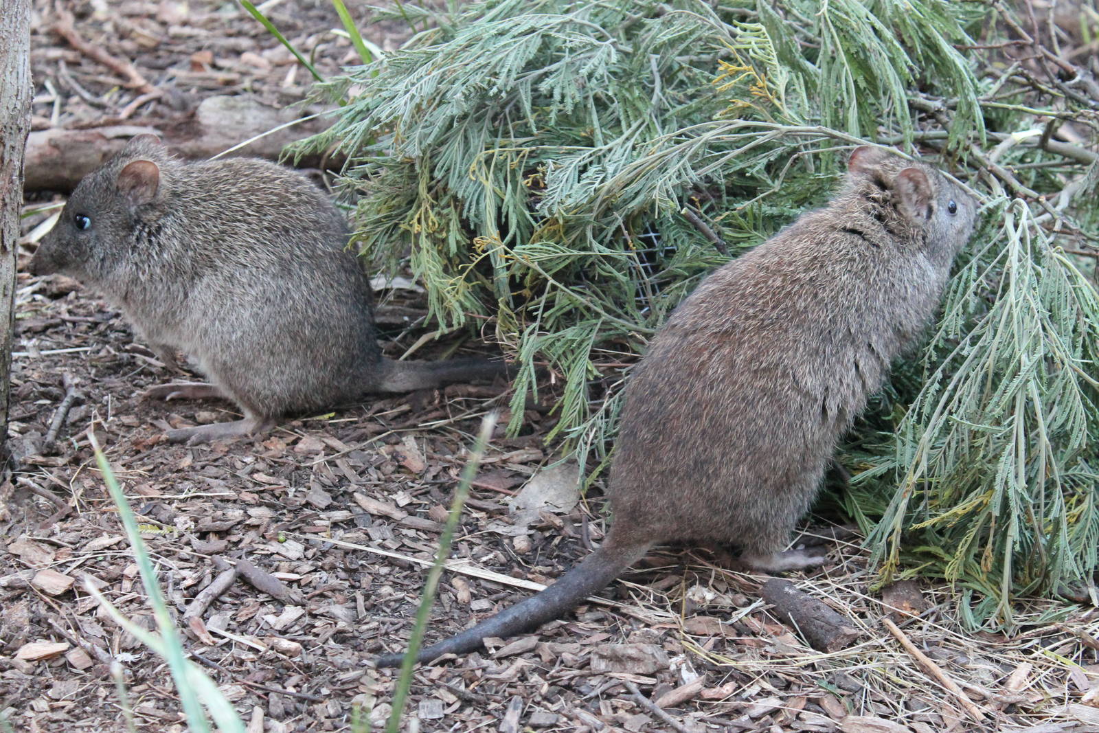 Long-nosed potoroos (Potorous tridactylus)