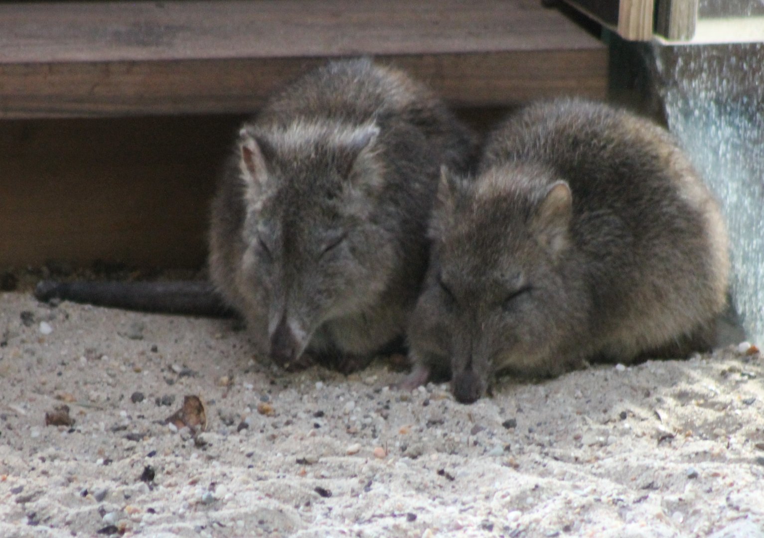 Long-nosed potoroos