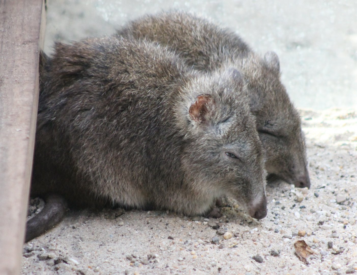 Long-nosed potoroos