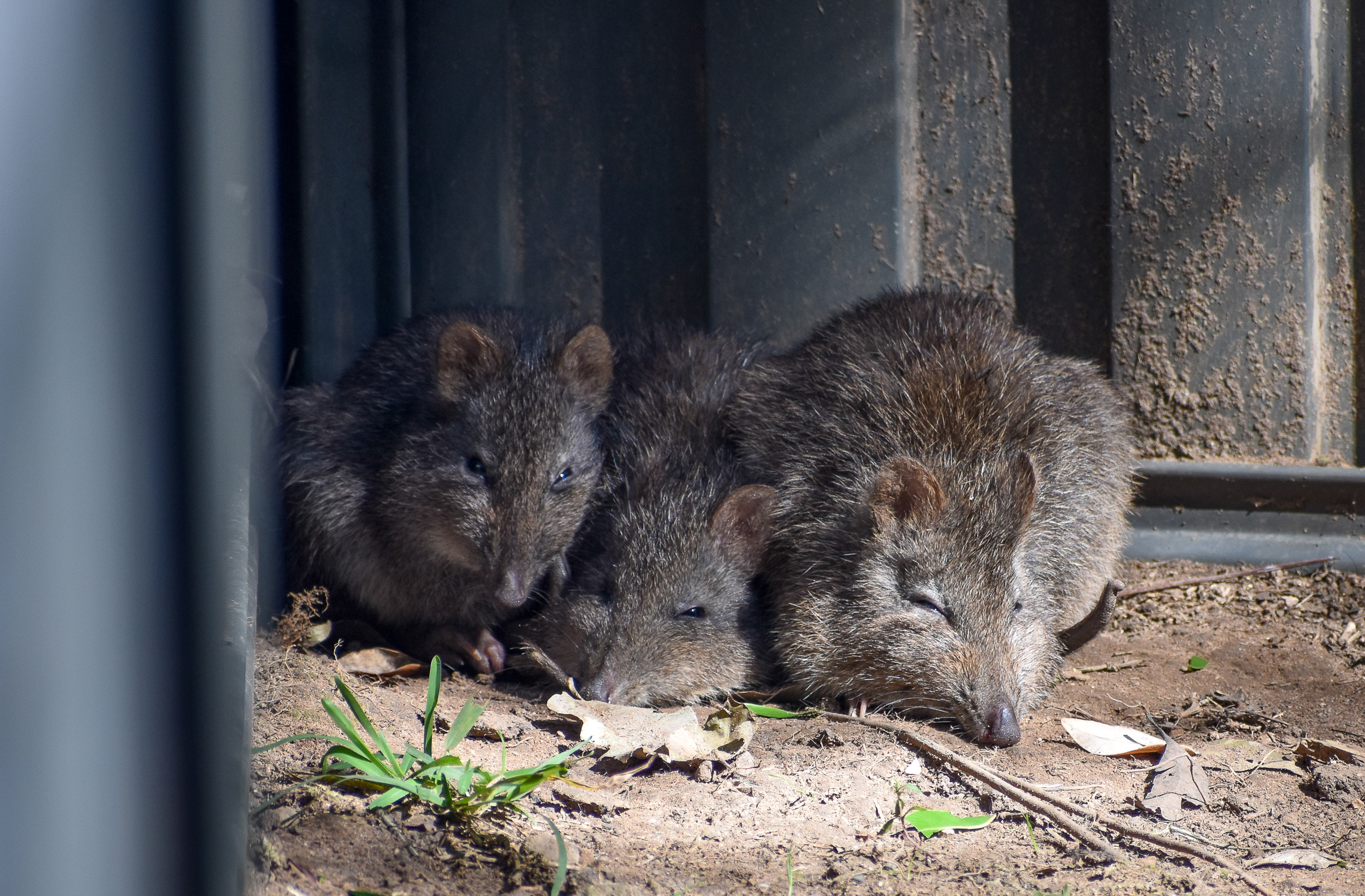 Long-nosed Potoroos