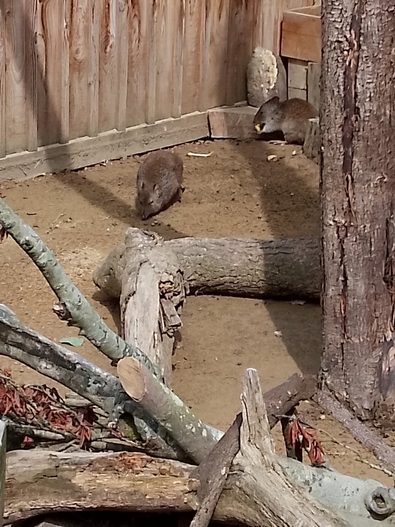 Long nosed potoroos
