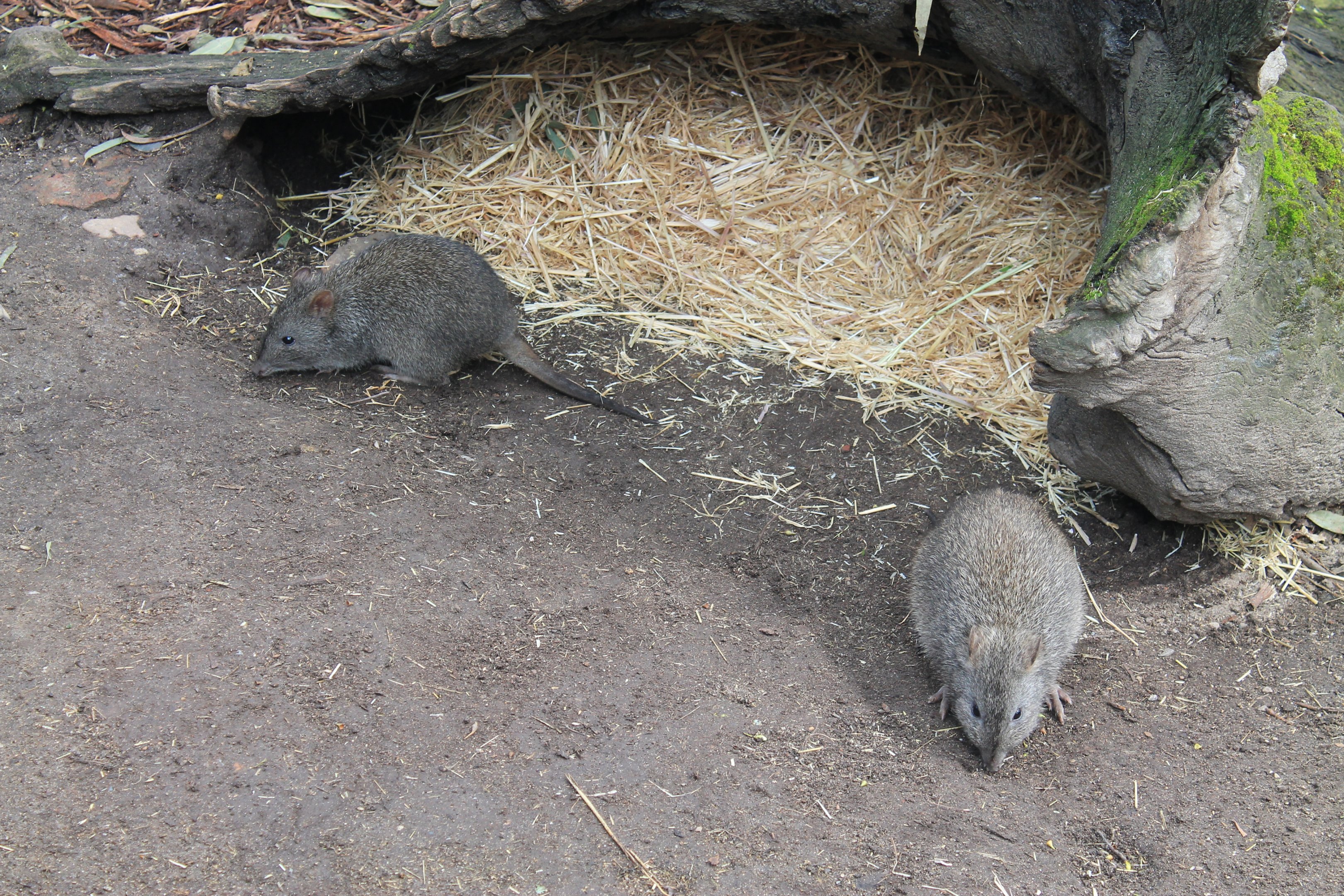 Long-nosed Potoroos