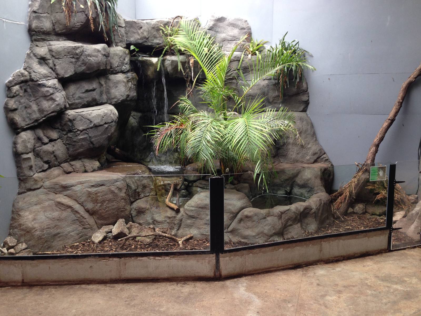 Long-nosed potorroo exhibit