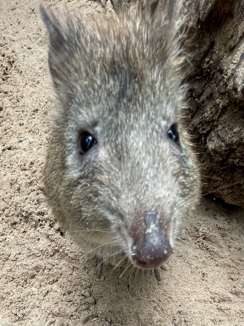 Long-Nosed Potroo Close-up