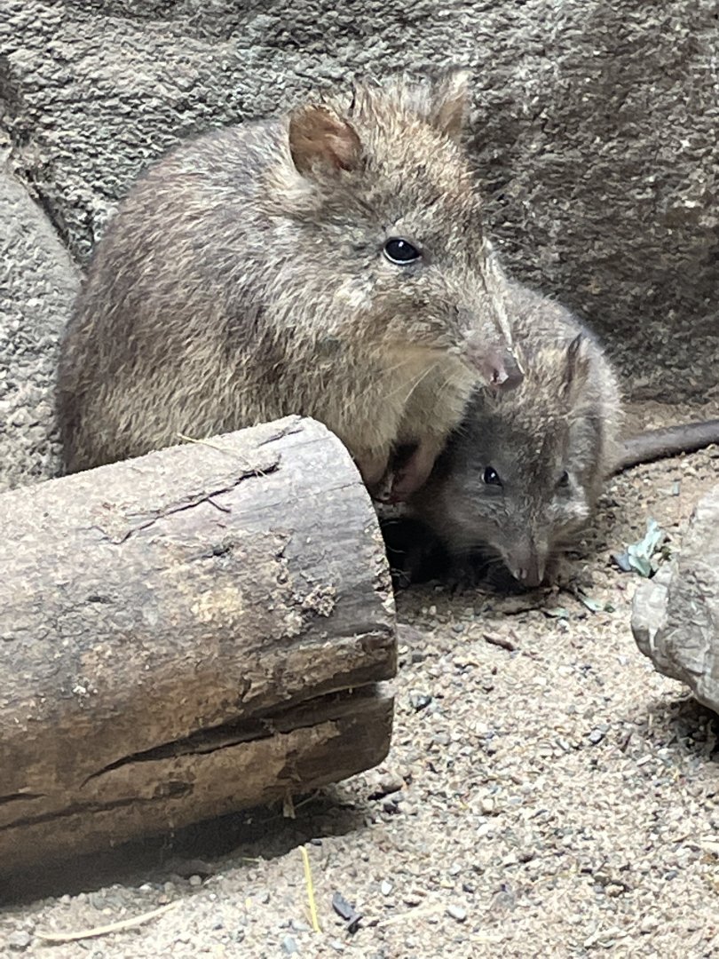 Long- Nosed Potroo with Joey