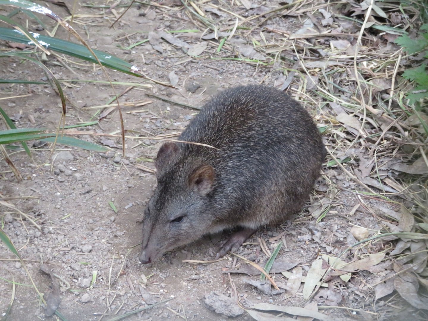 Long nosed pottoroo