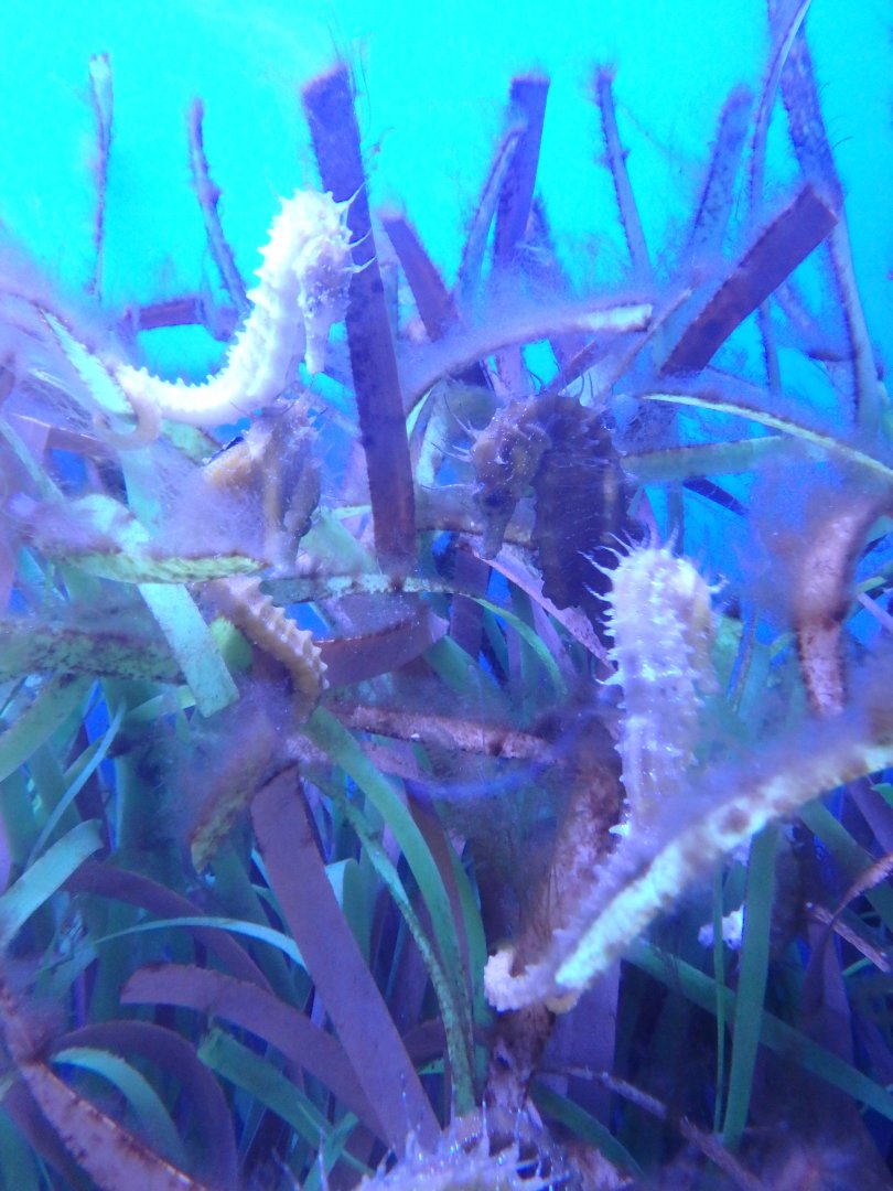 Long-nosed seahorse