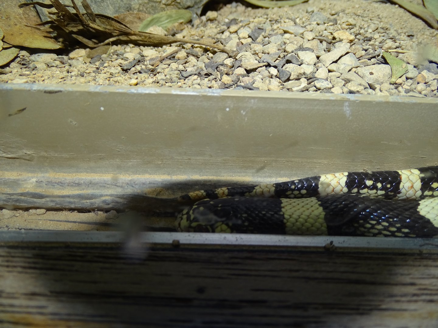 Long-nosed snake (Rhinocheilus lecontei)