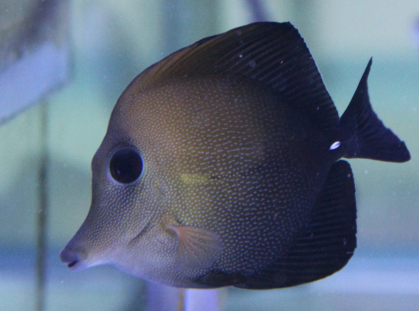 Long-nosed surgeonfish - Zebrasoma rostratum
