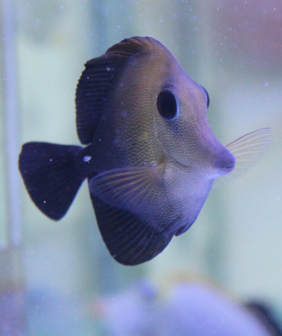 Long-nosed surgeonfish - Zebrasoma rostratum