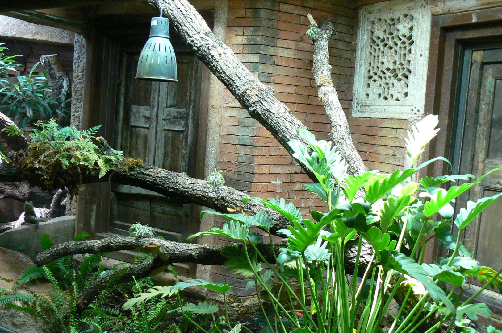 Long-nosed tree snakes terrarium