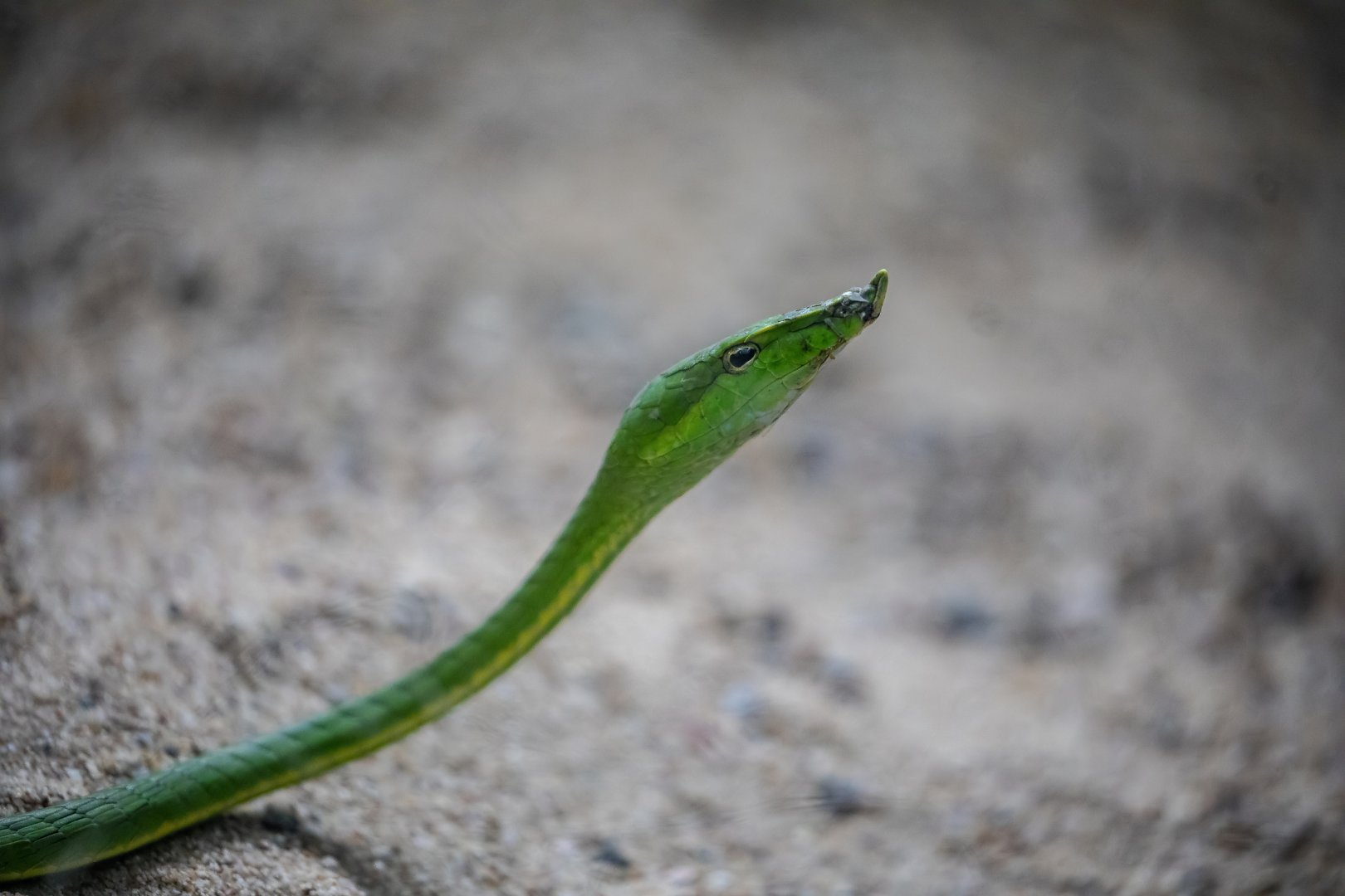 Long Nosed Vine Snake (Ahaetulla oxyrhyncha)