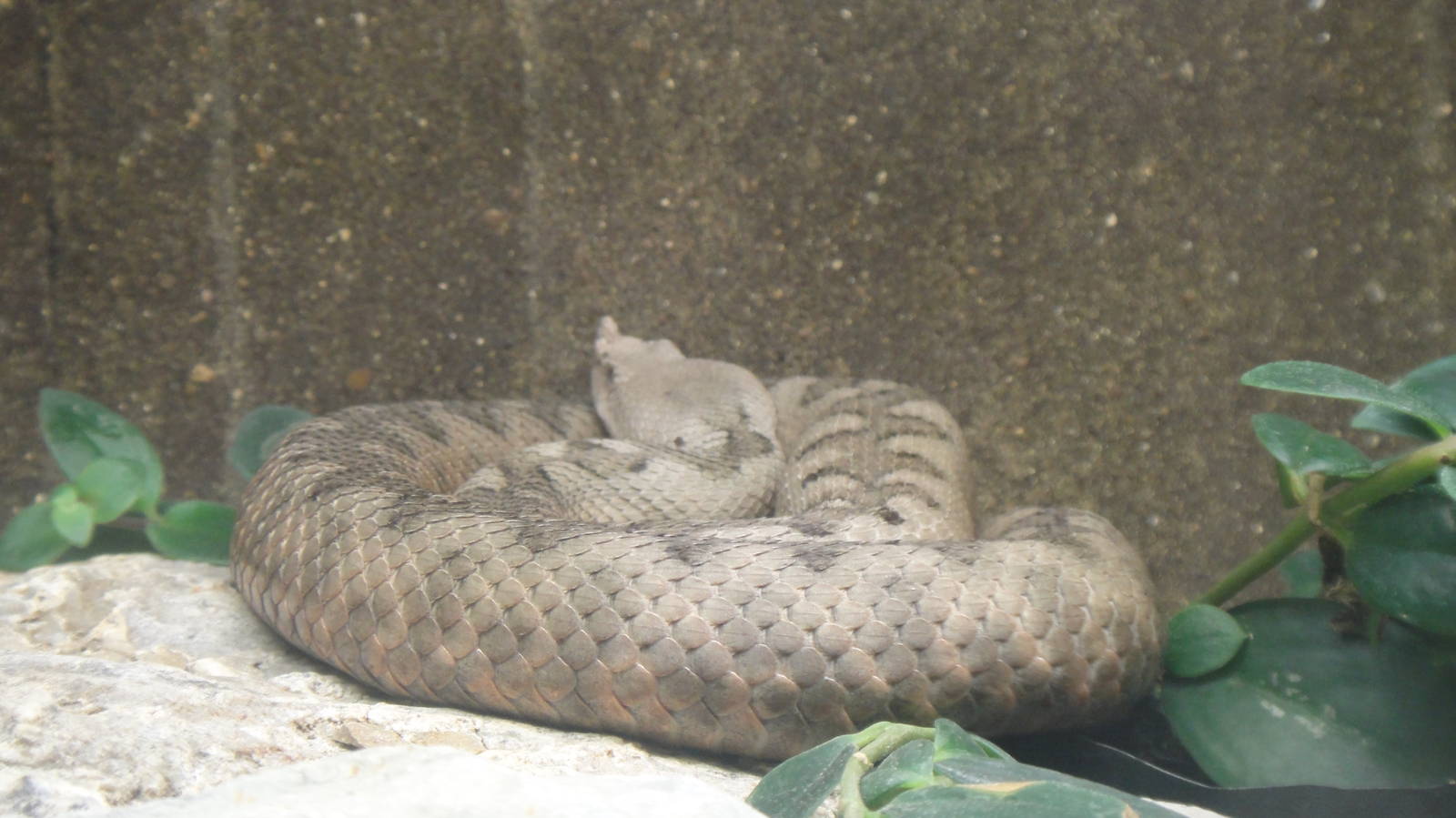 Long-nosed Viper at Dallas zoo 2015-03-12