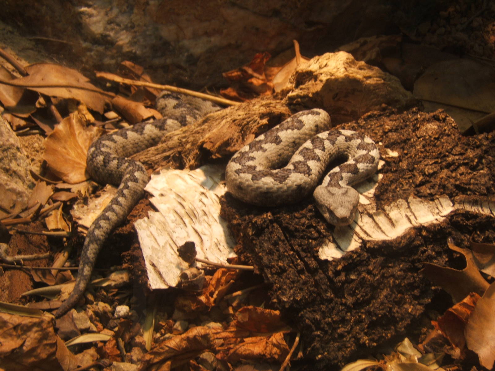 Long-nosed Viper (Vipera ammodytes)
