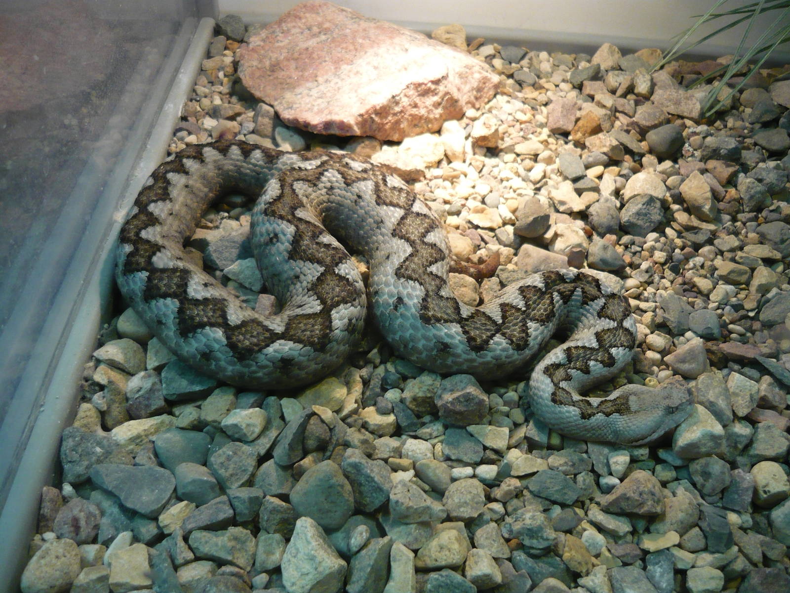 Long-nosed viper (Vipera ammodytes)