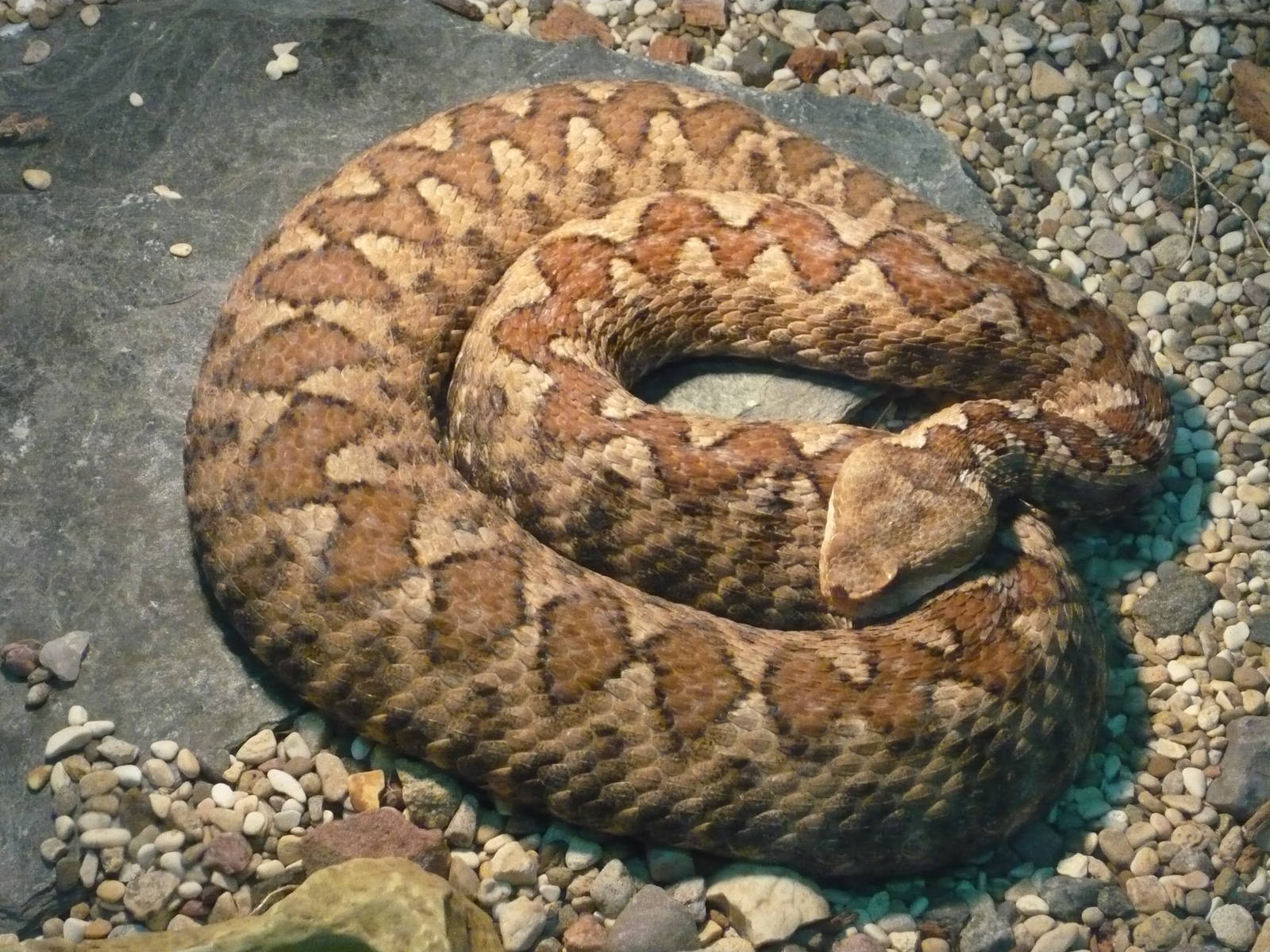 Long-nosed viper (Vipera ammodytes)