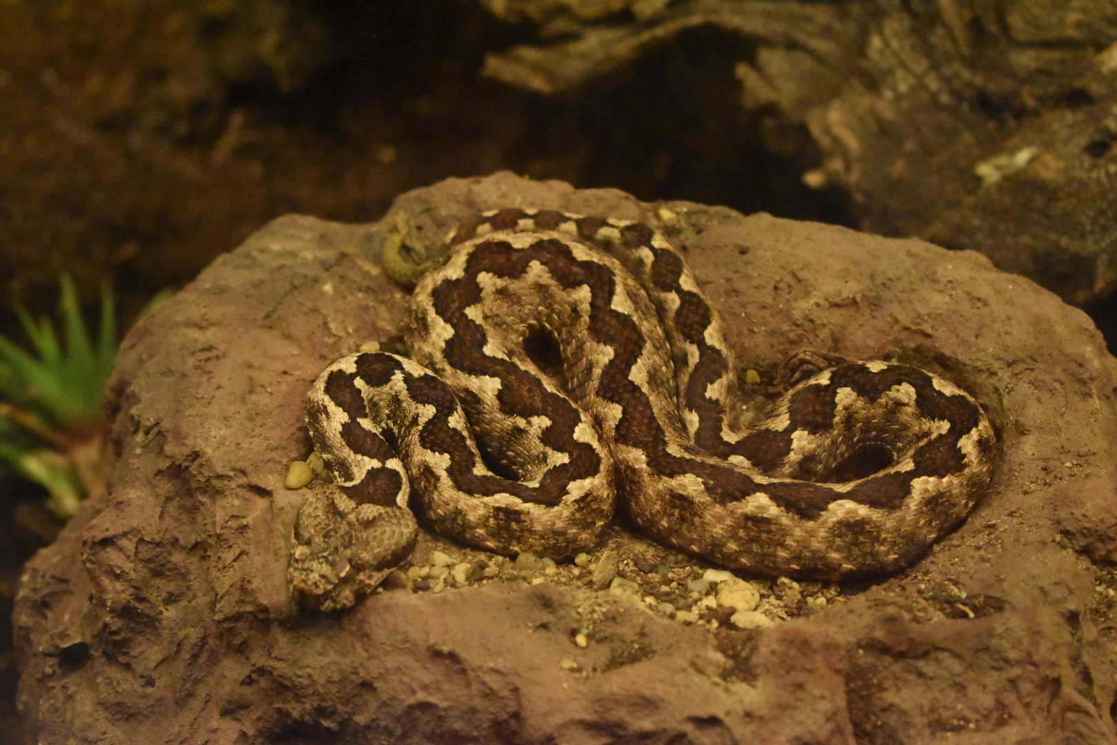 Long-nosed viper (Vipera ammodytes)
