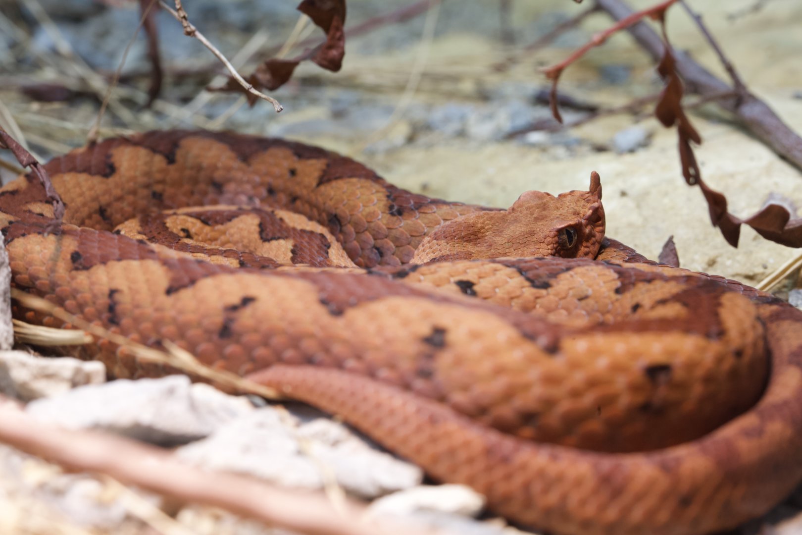Long Nosed Viper/ Vipera ammodytes