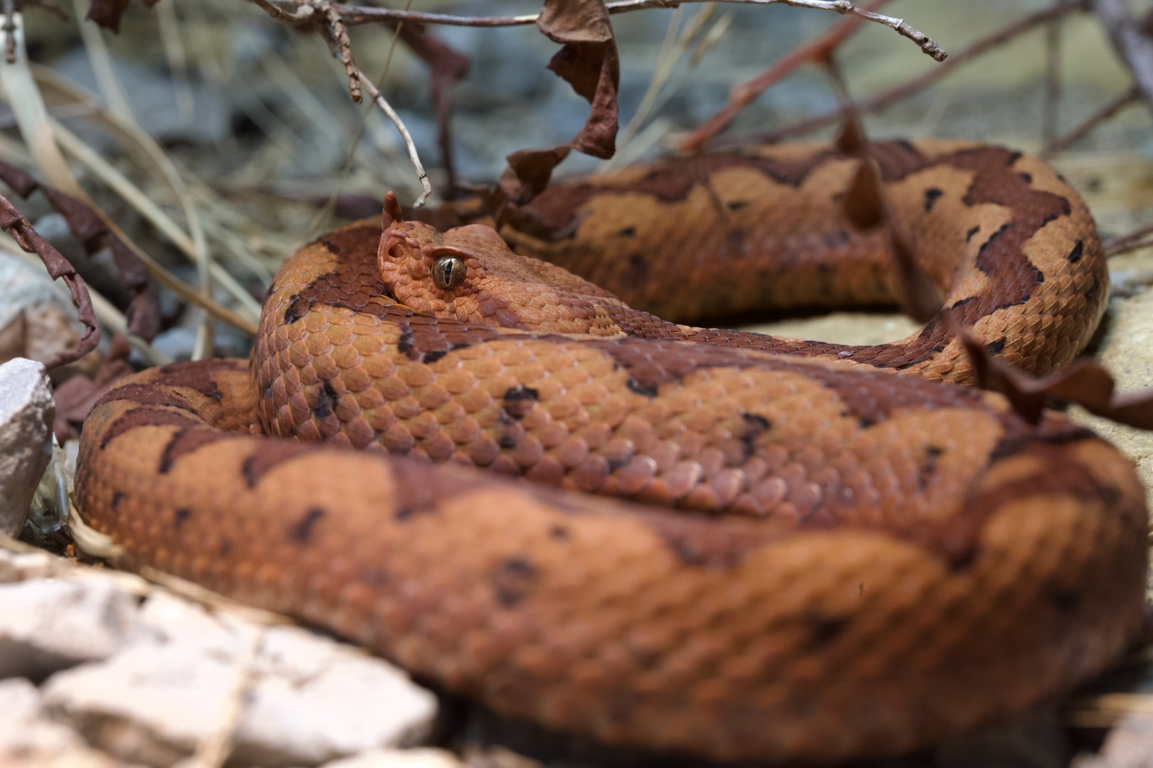 Long Nosed Viper/ Vipera ammodytes