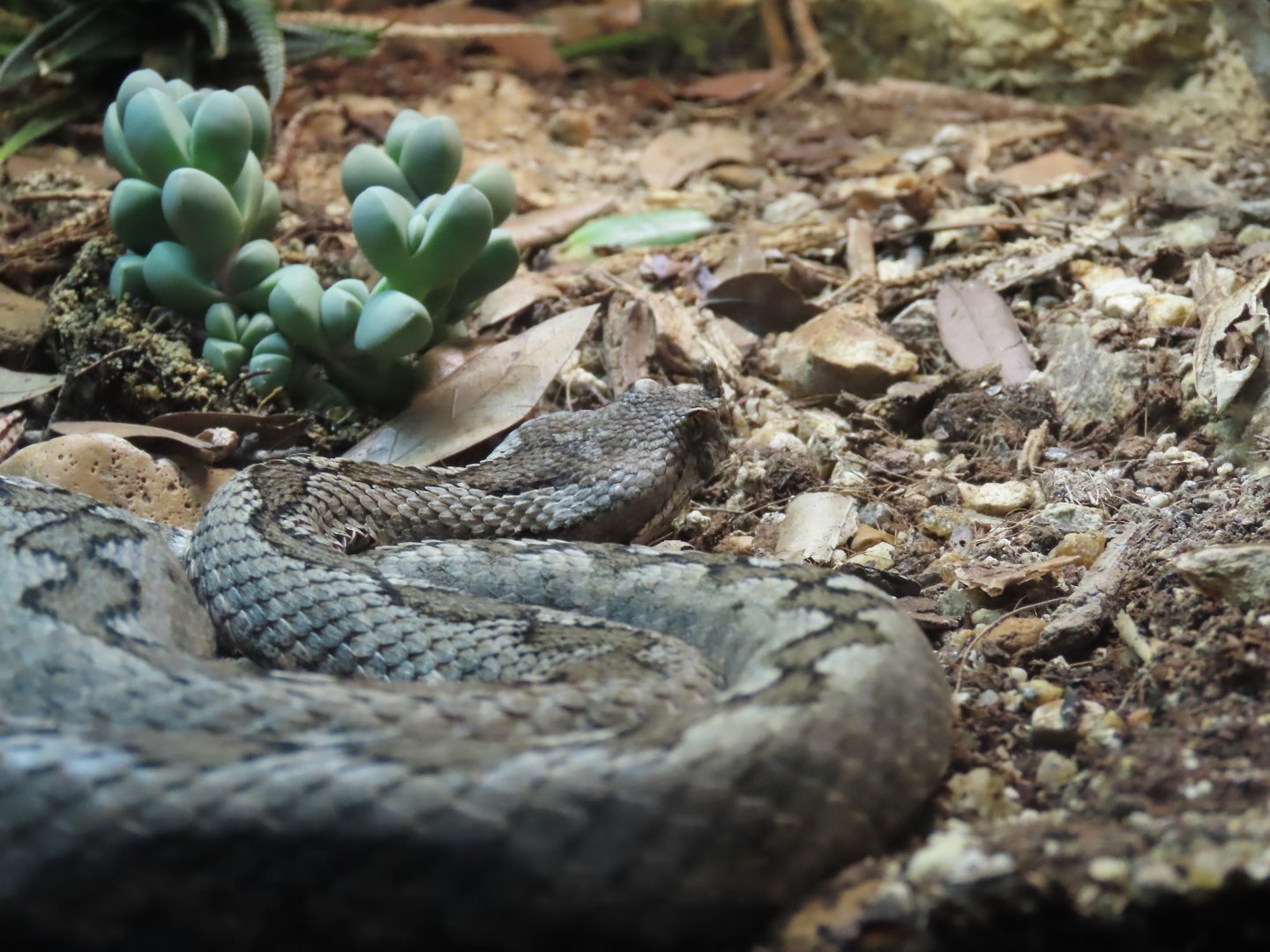 Long-nosed Viper (Vipera ammodytes)