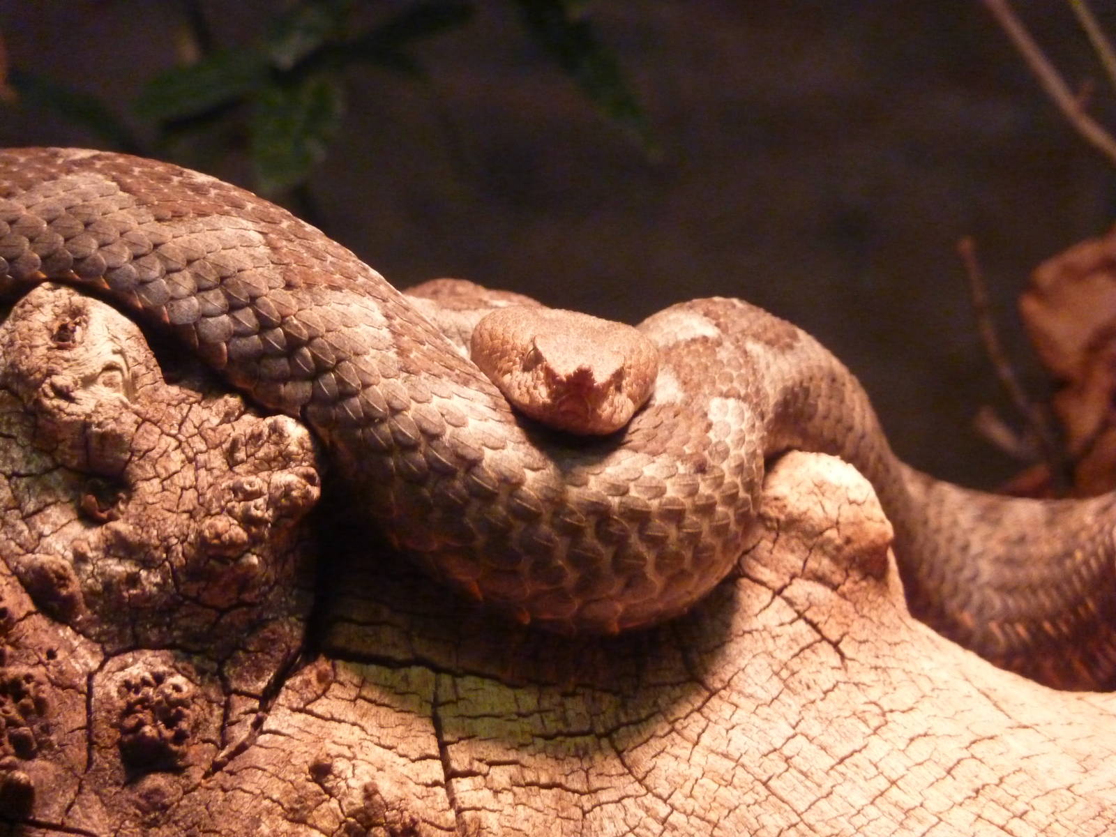 Long-nosed Viper
