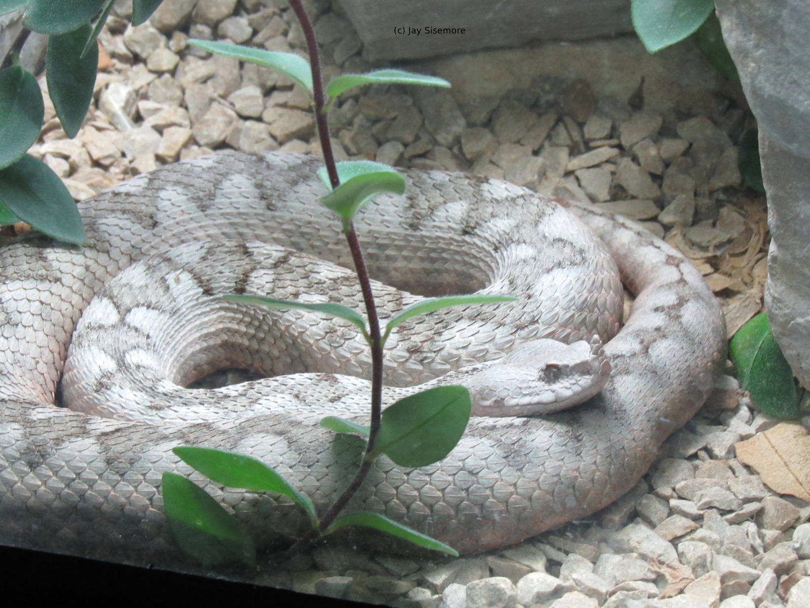 Long Nosed Viper