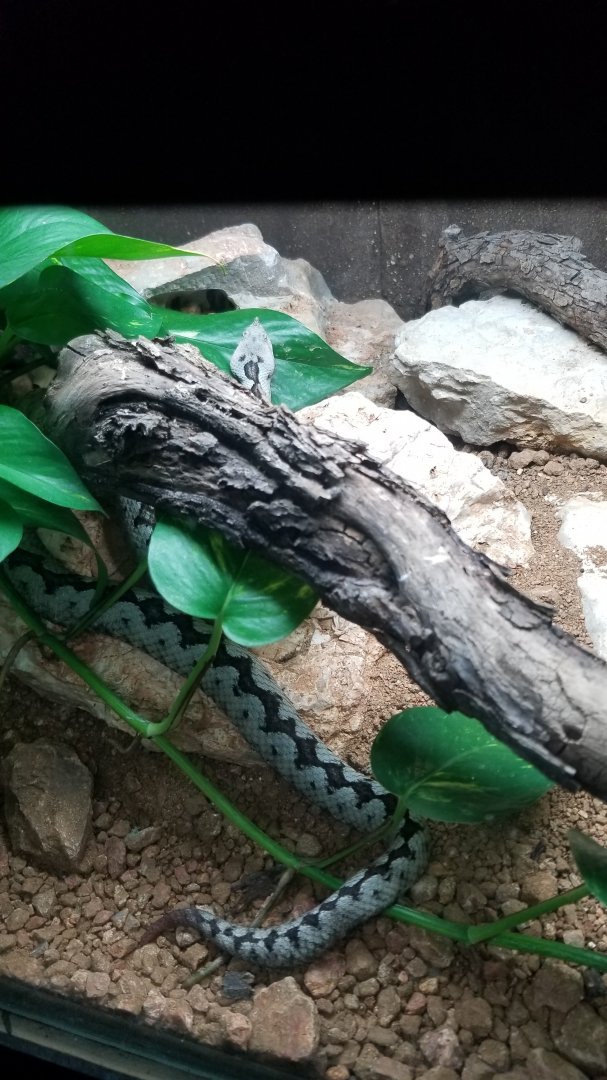long nosed viper