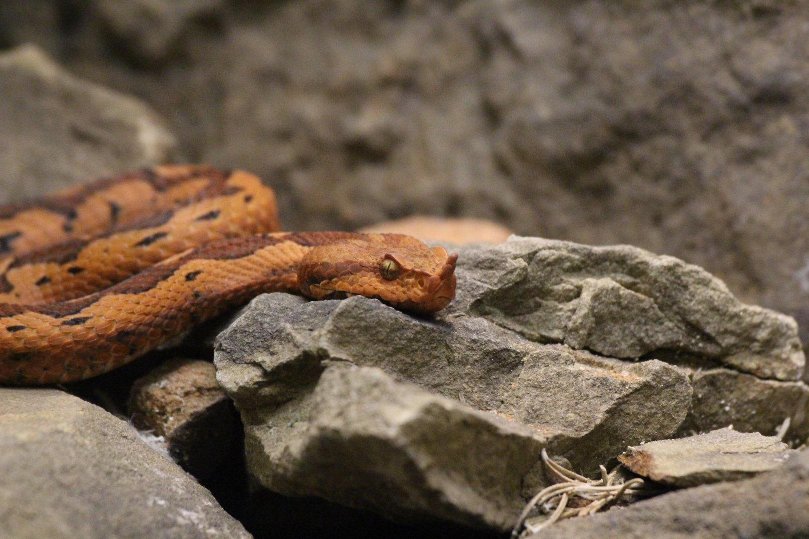 Long-nosed Viper