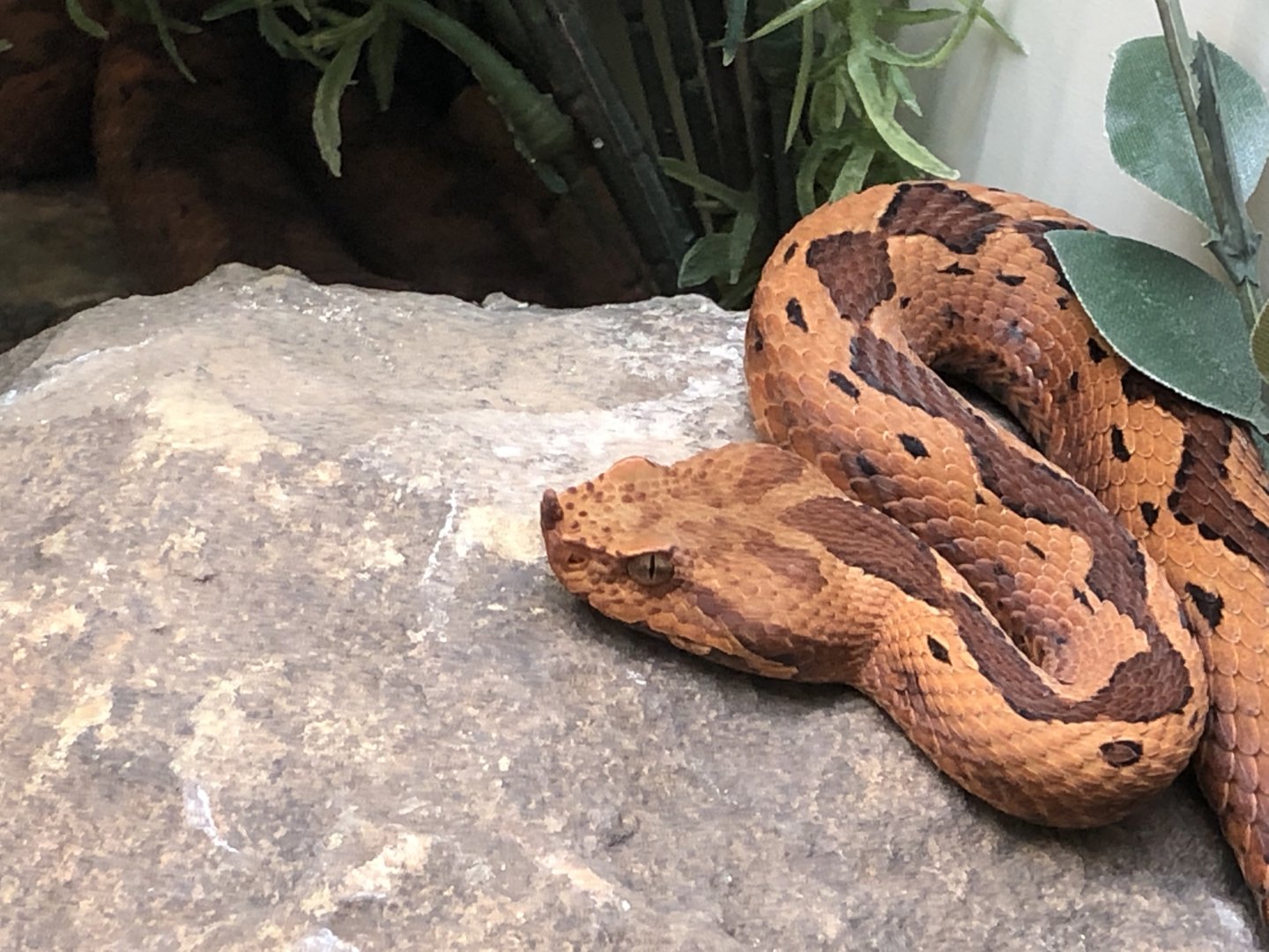 Long-nosed Viper